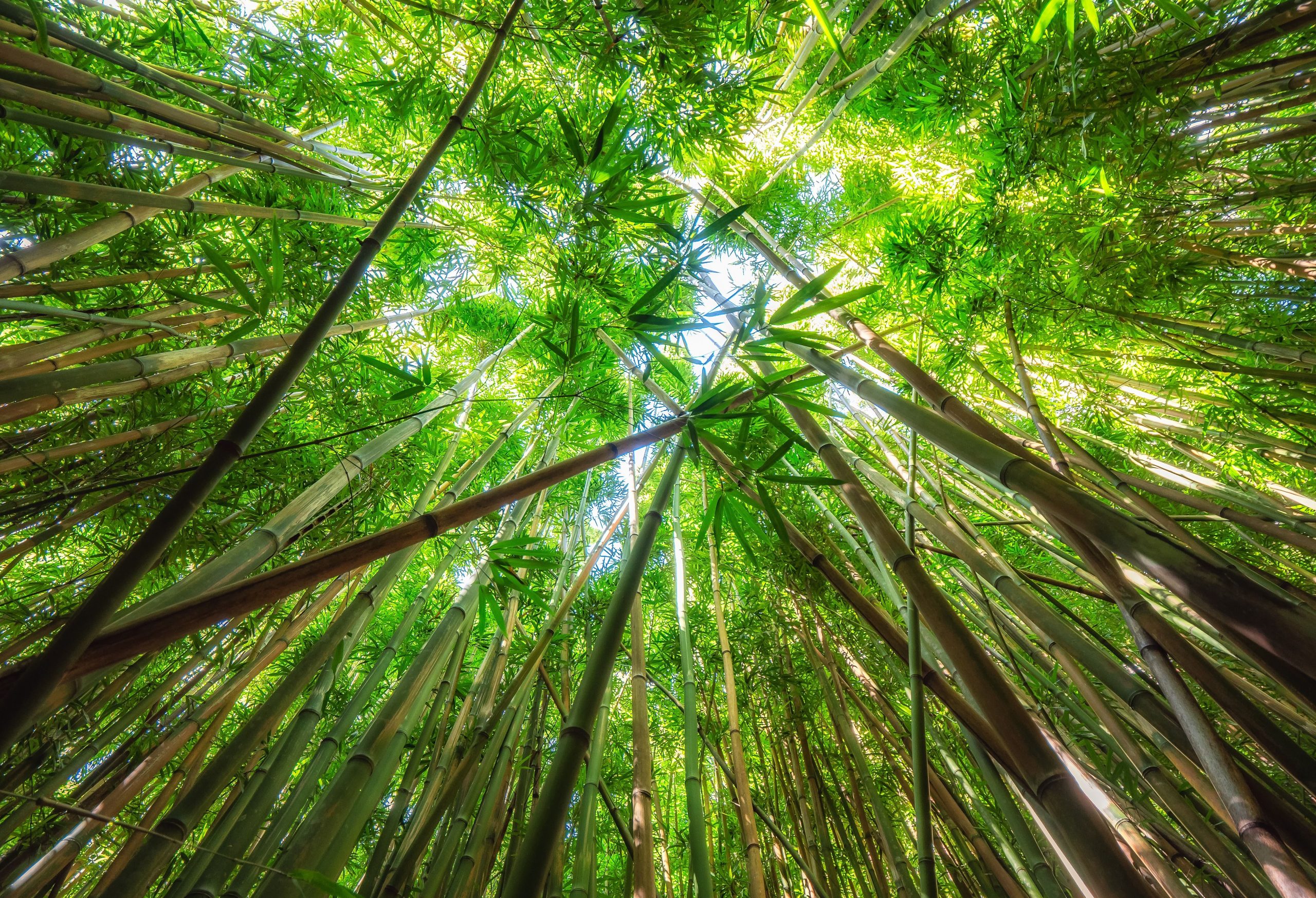 Ce parc national américain a son propre sosie de la célèbre forêt de bambou au Japon à Kyoto