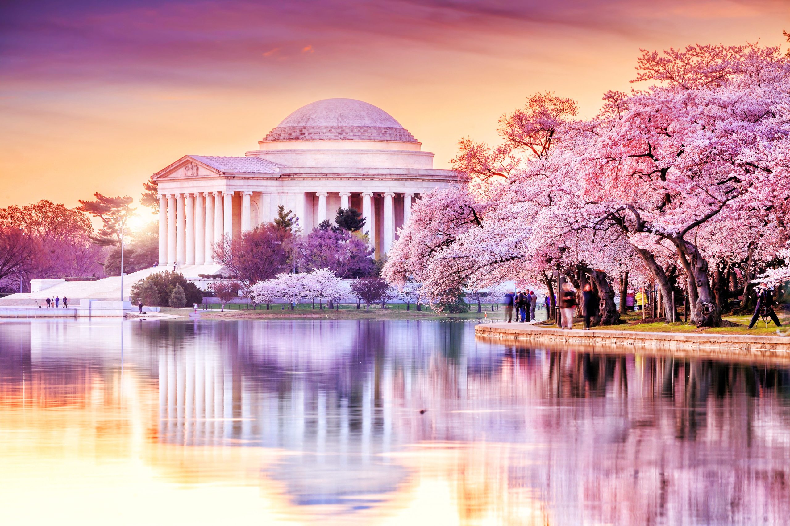 Skip Japan: las flores de cerezo de esta ciudad estadounidense en la temporada "Sakura" son igualmente impresionantes