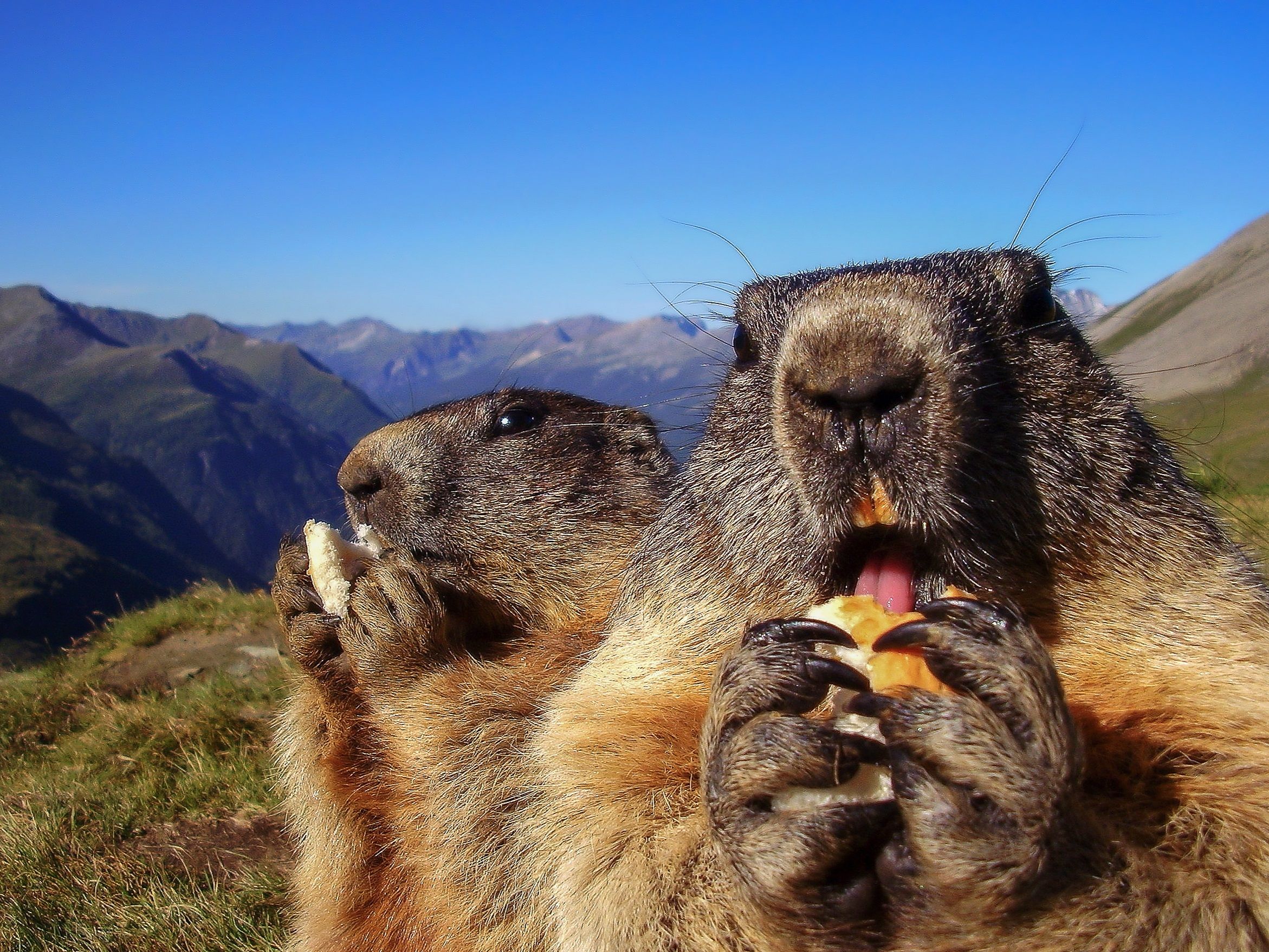 Chunk, la marmotte vole les cultures d'un jardinier et mange devant une caméra