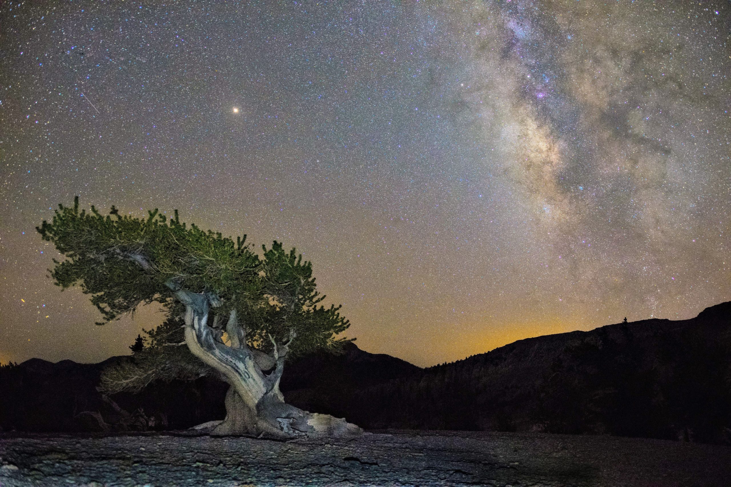 Skip Sequoias and Redwoods de California: este parque nacional en otro estado también tiene los árboles más antiguos de Estados Unidos