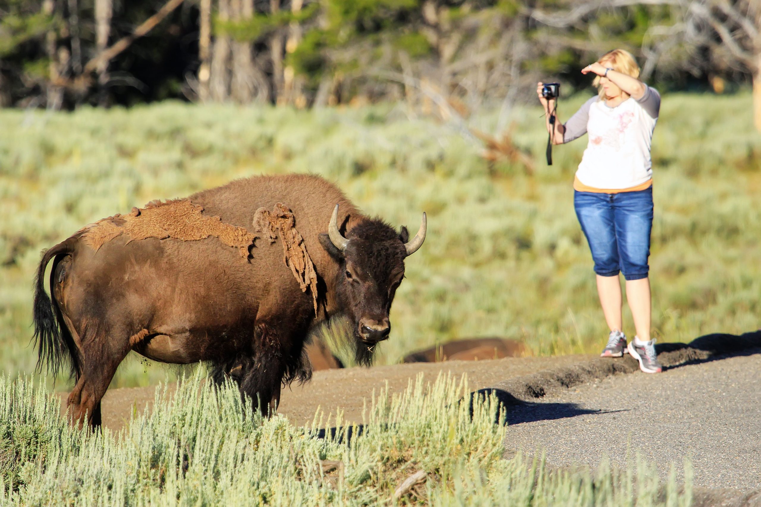 8 vezes os turistas foram pegos exagerando no Parque Nacional de Yellowstone