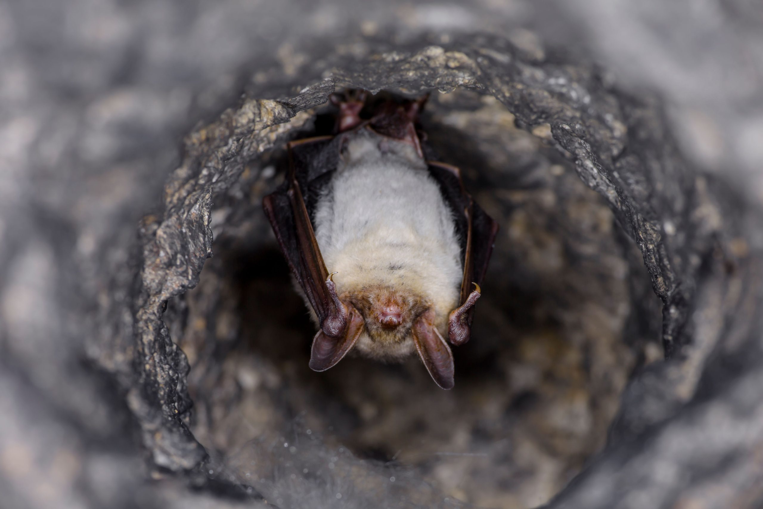 O mamífero mais solitário da Grã