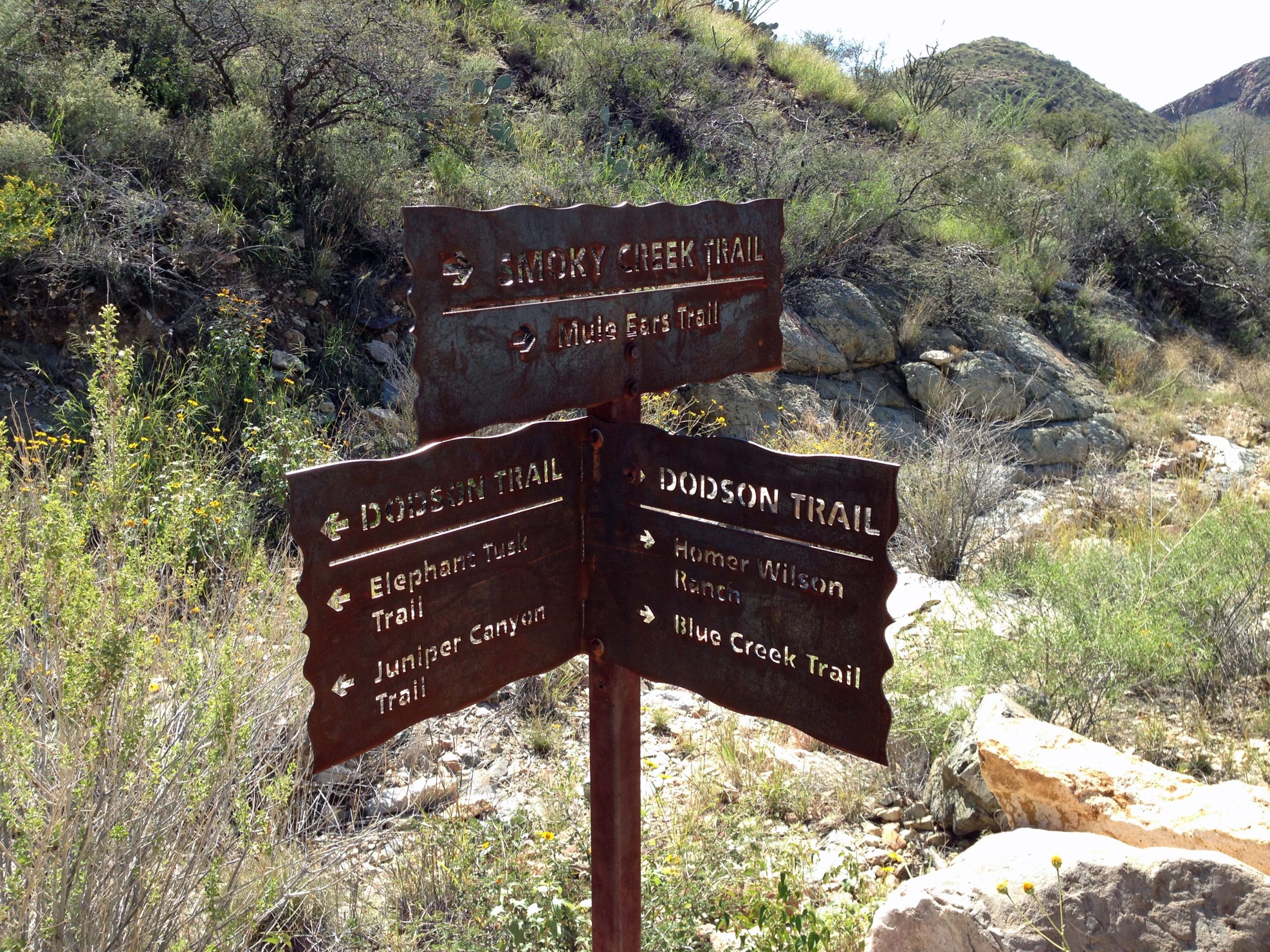 Big Bend National Park Emitem alerta sobre a perigosa planta de “alucinógeno” usada para se comunicar com espíritos