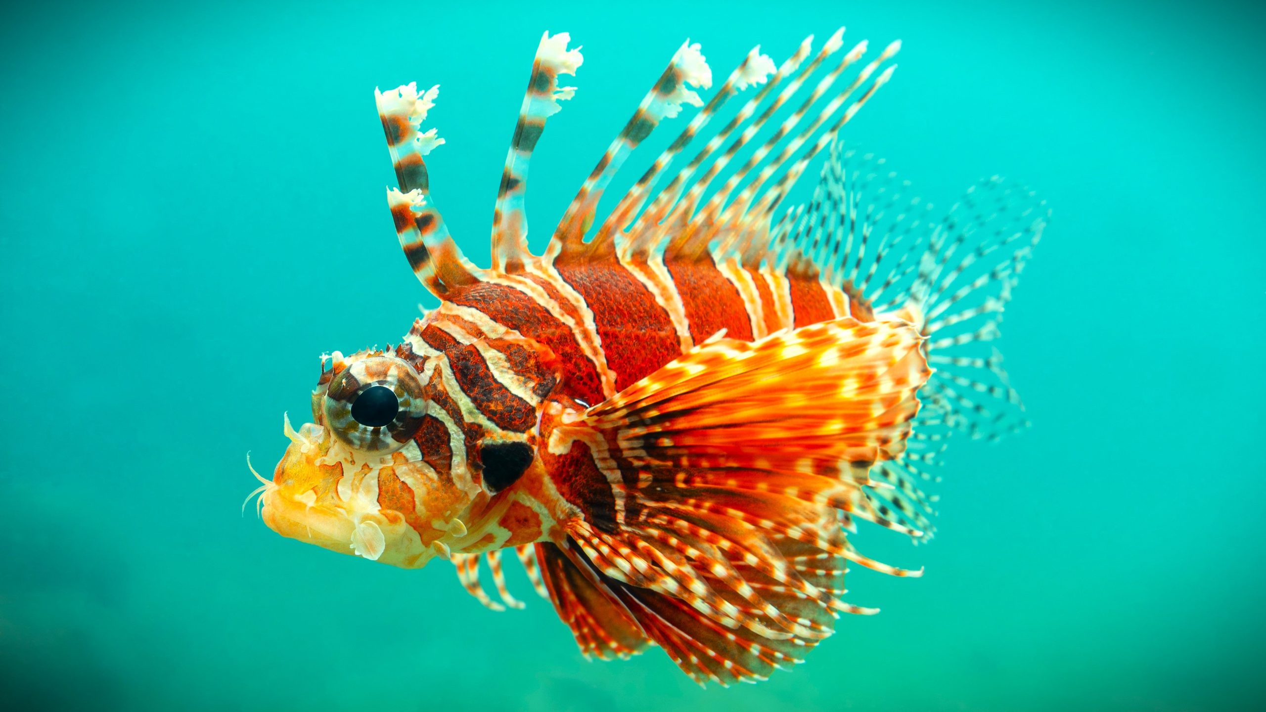 No solo tiburones: 10 criaturas más peligrosas encontradas en las playas de Estados Unidos