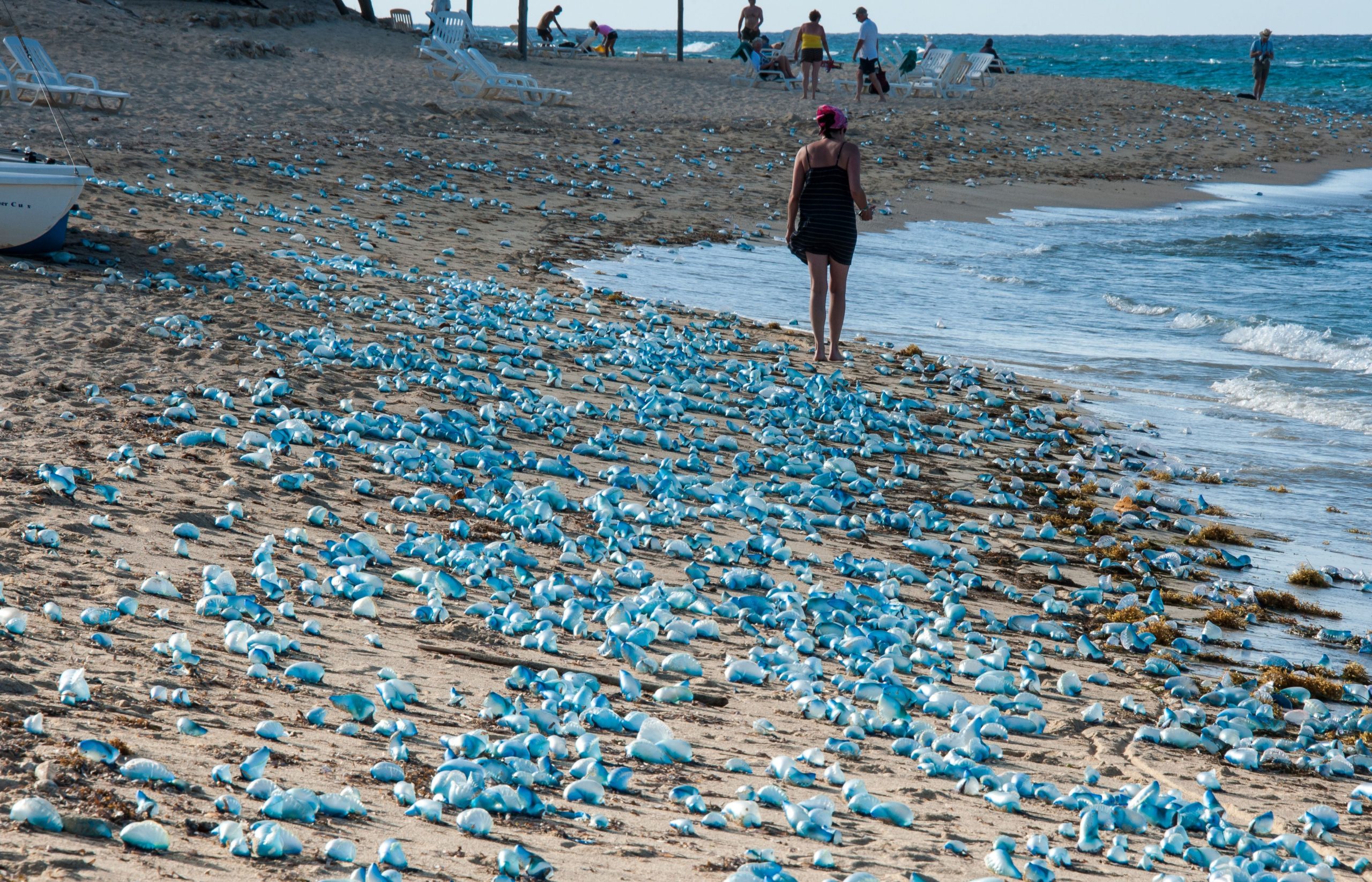 Les responsables de Quintana Roo émettent un avertissement sur l'homme portugais O'War à Riviera Maya Waters