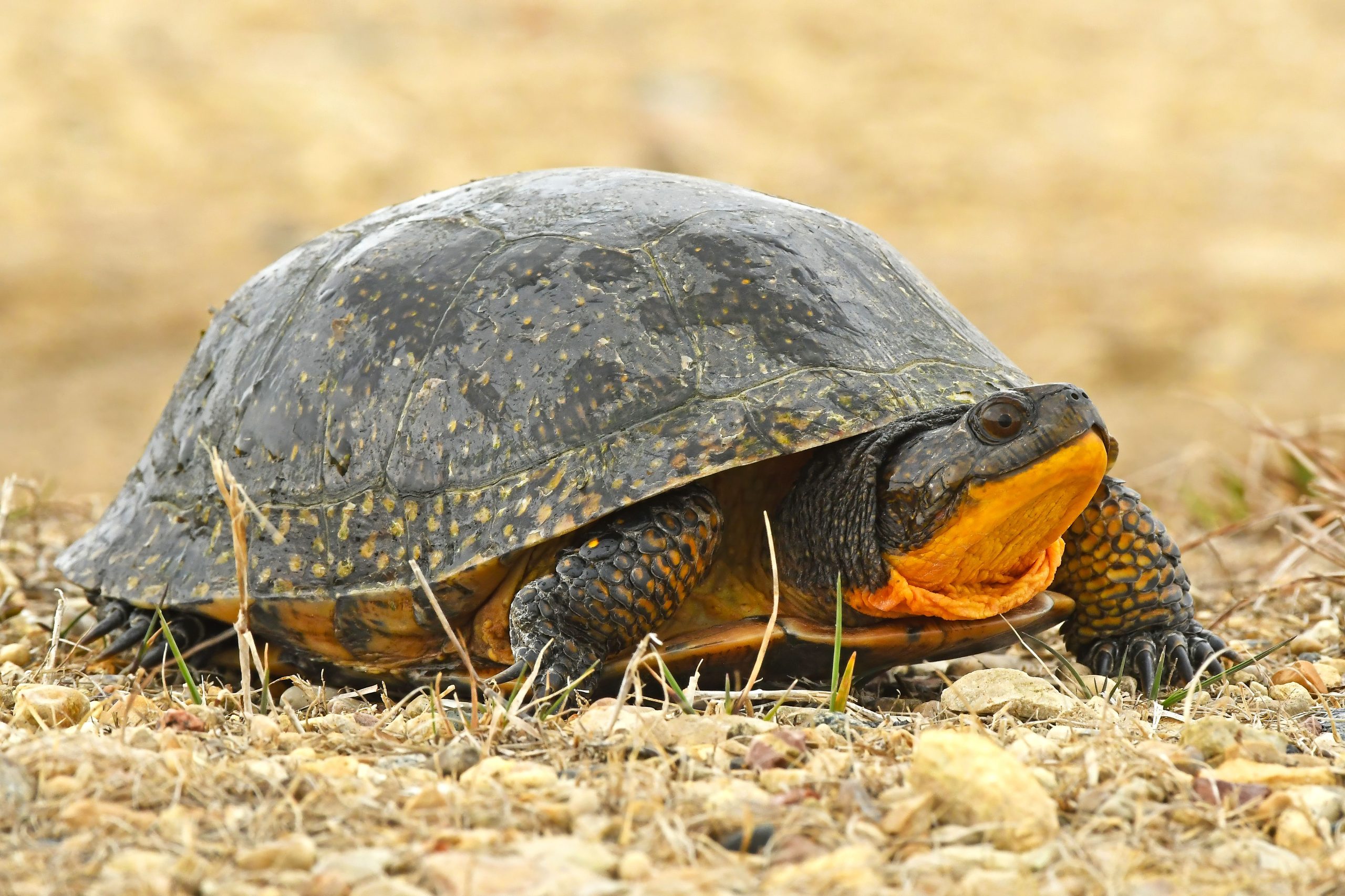 Le sort de la tortue de l'Iowa à décider à mesure que la population diminue rapidement