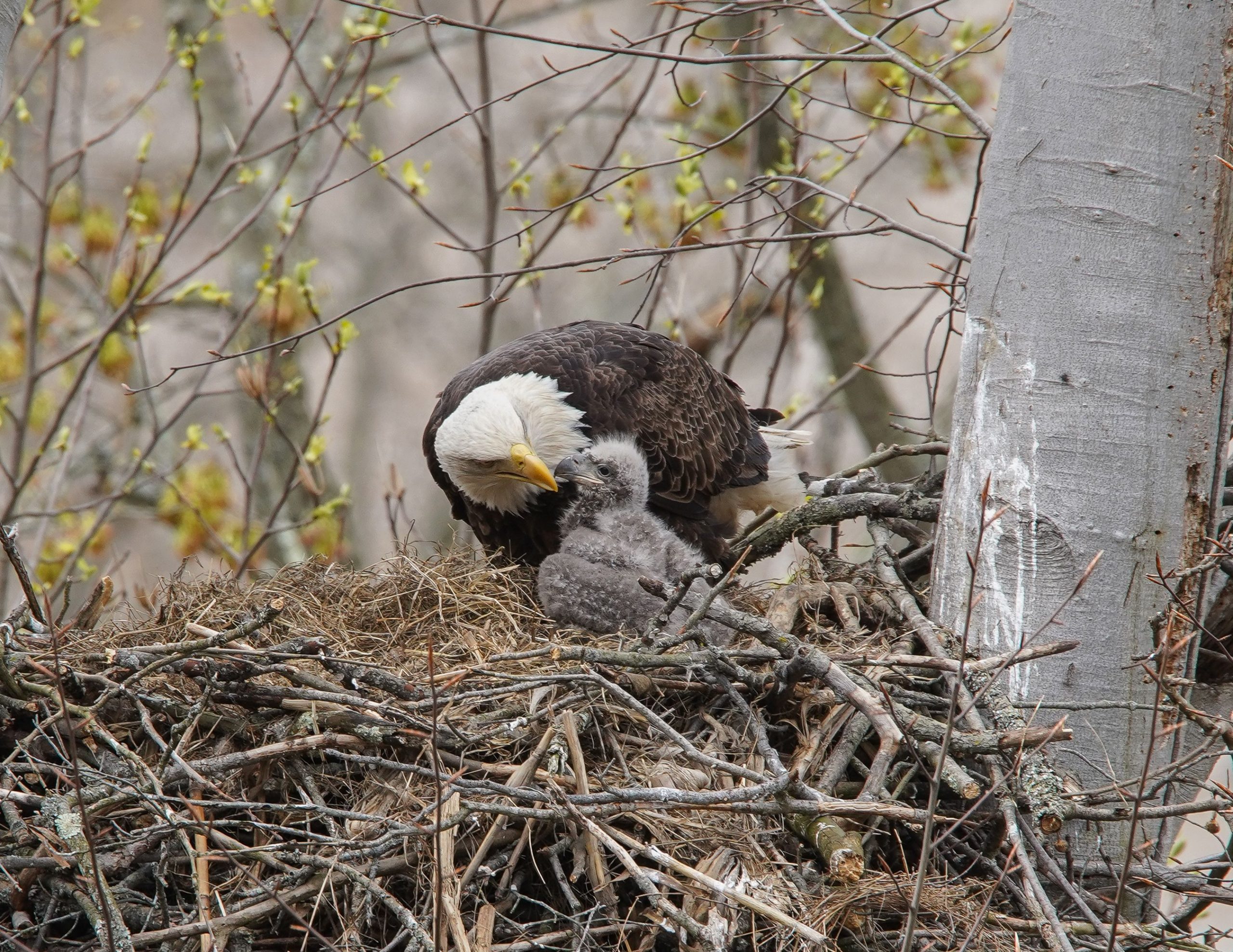 Os espectadores lamentam como amado bebê Eaglets mortos em tempestade de vento de 75 mph
