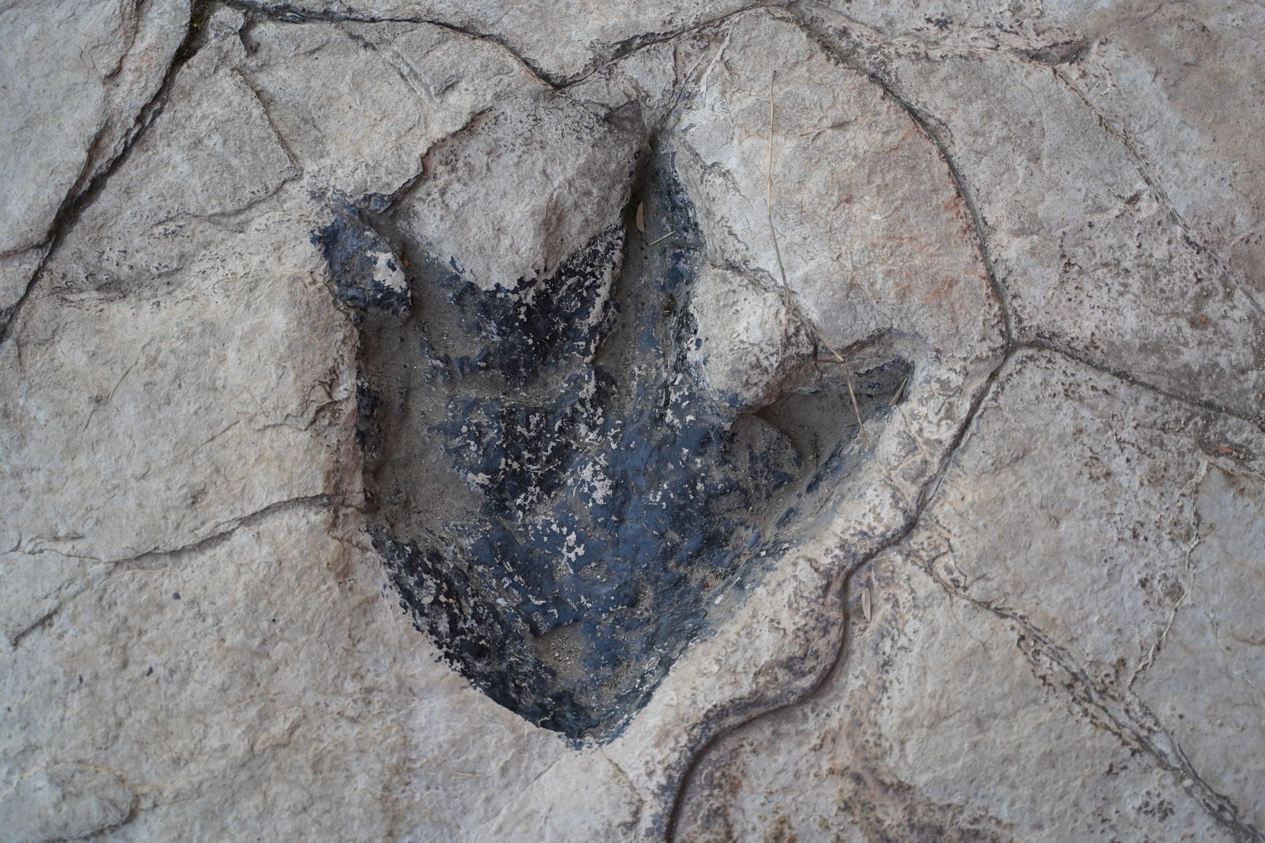 Découverte d'empreinte de dinosaure de 200 millions d'années cachées à la vue à un lycée australien