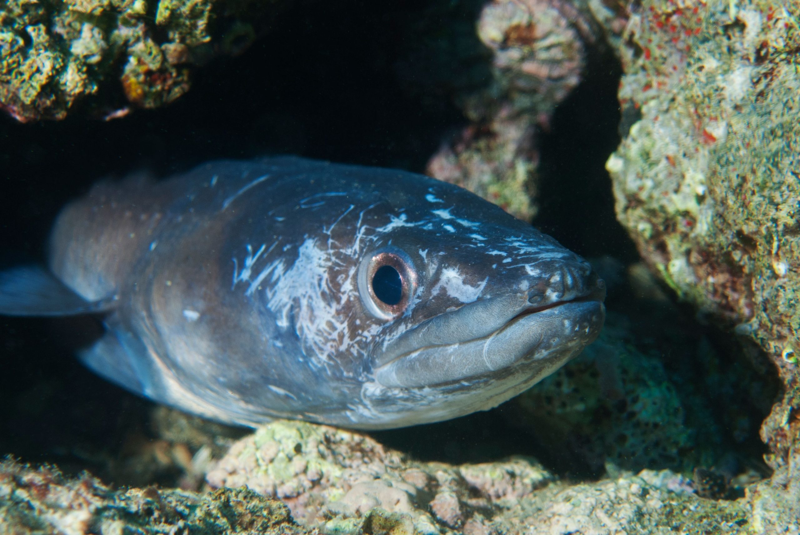 Por que os pescadores estão preocupados com o “recife da morte”