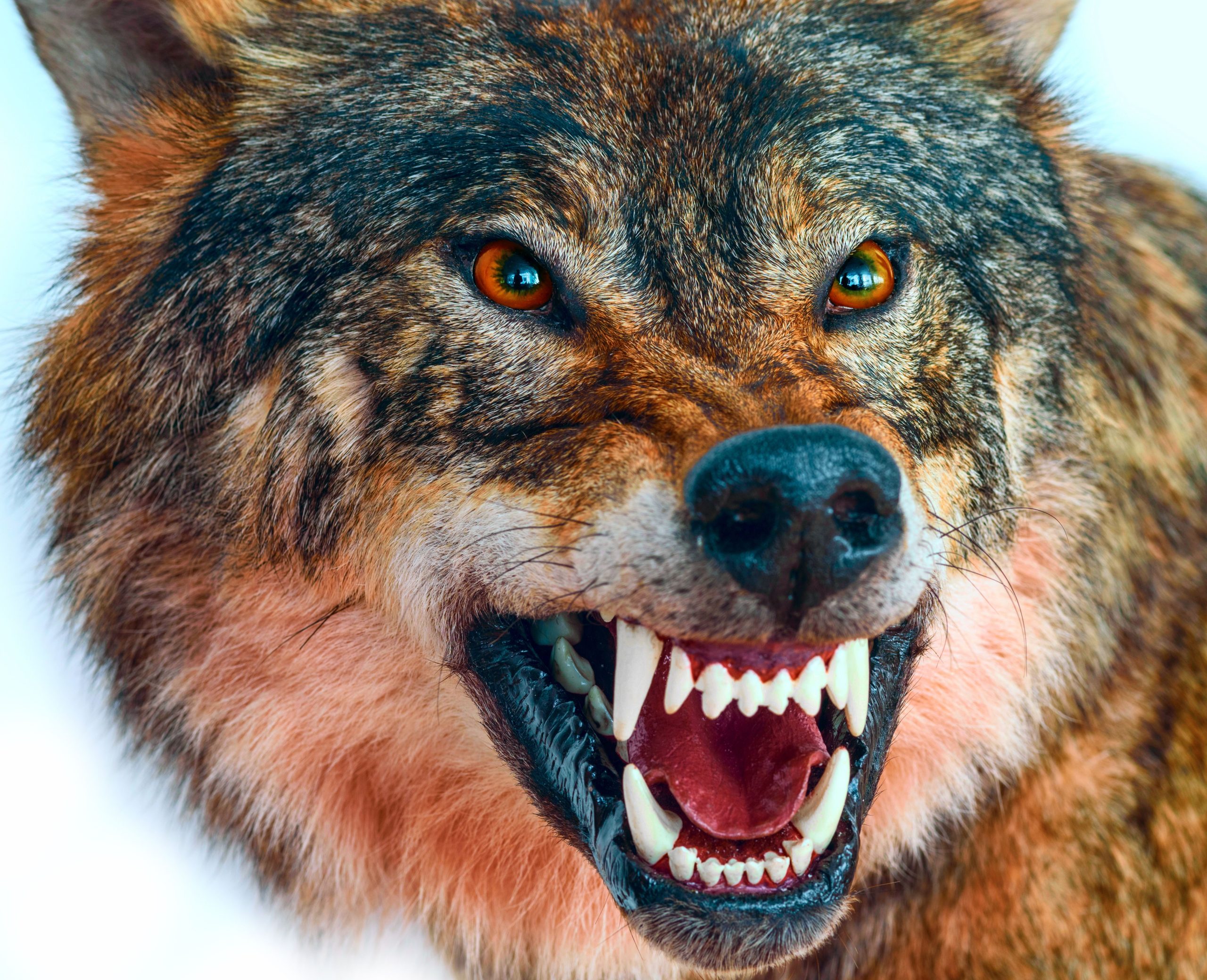 10 parcs nationaux avec la rage présente dans les populations d'animaux sauvages