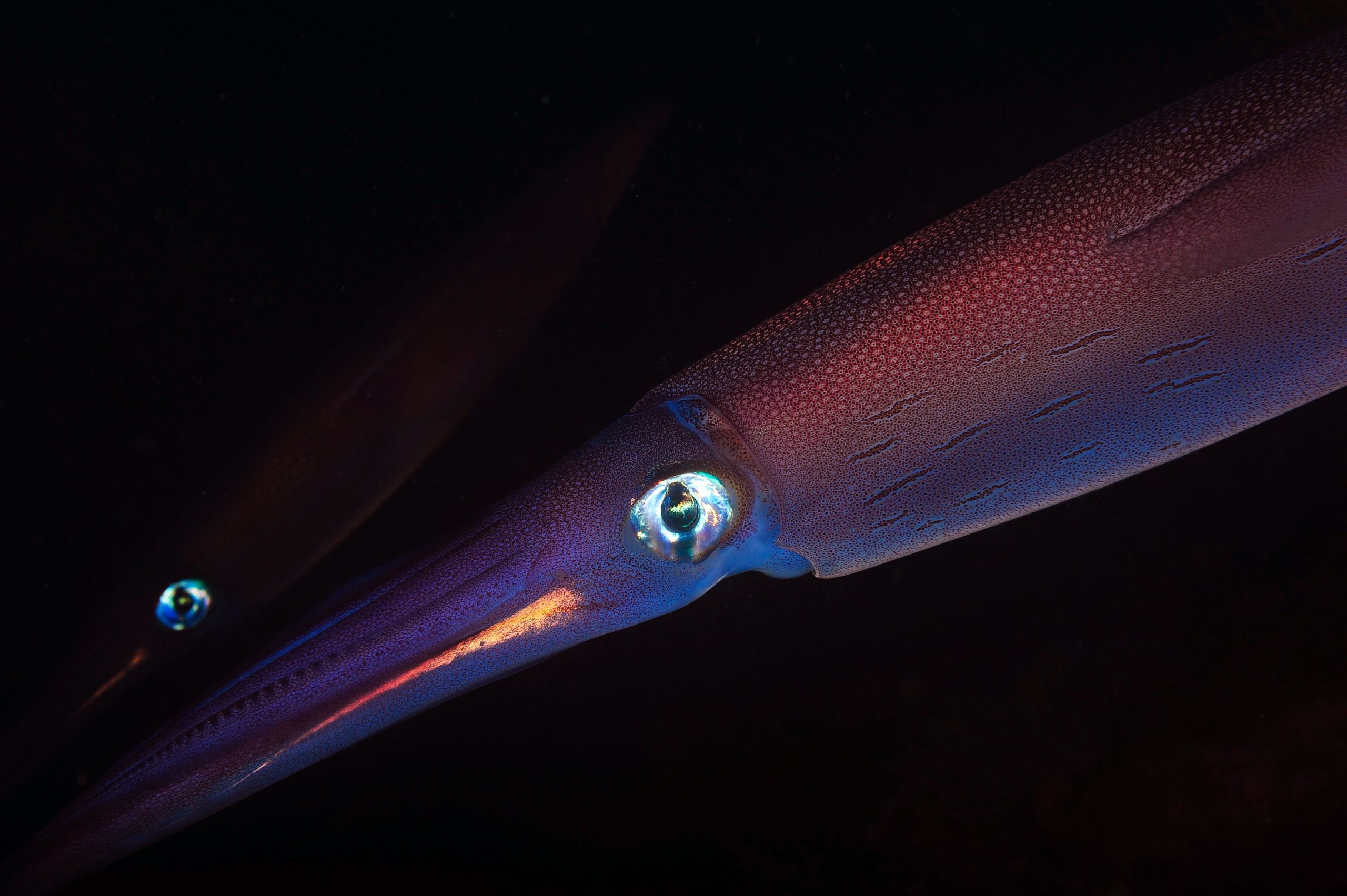 Um monstro marinho gigante acabou de ser filmado carregando algo incrível no fundo