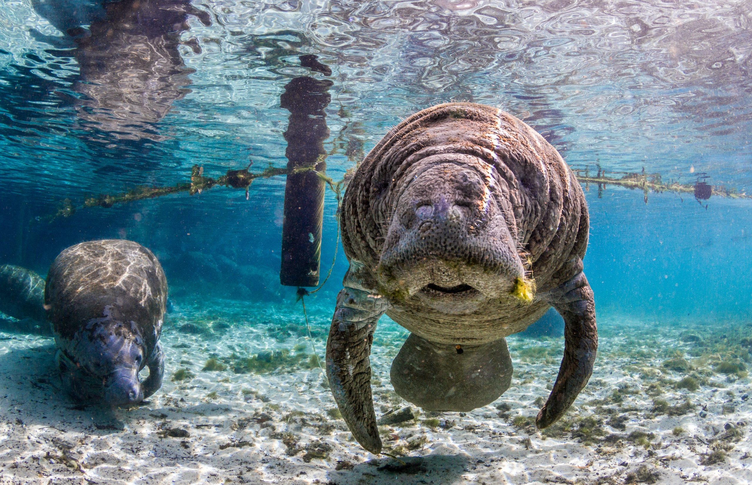 Baby Manatee y su madre volviendo a la buena salud después de encontrarse atrapado en el canal