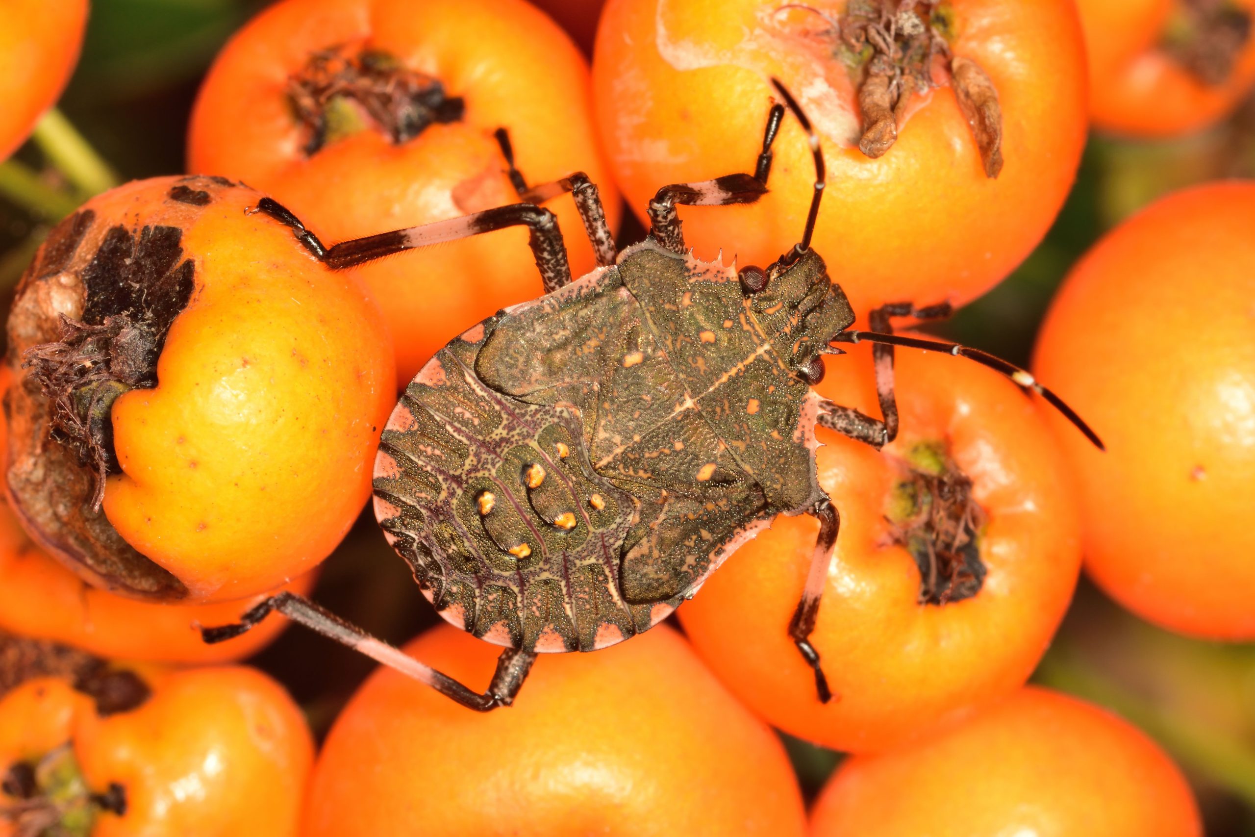 Ce bug invasif étranger menace les États-Unis avec 20 milliards de dollars de pertes