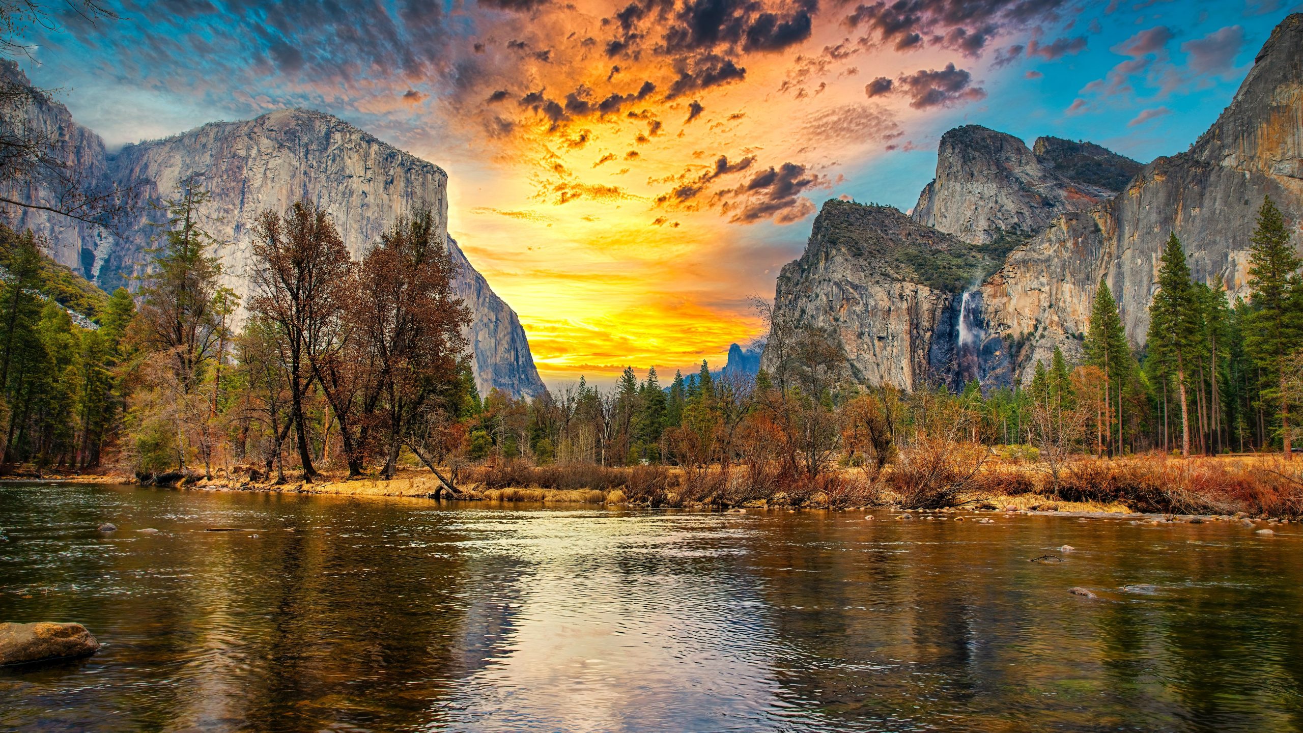 El Parque Nacional Yosemite es el hogar del pino más grande del mundo