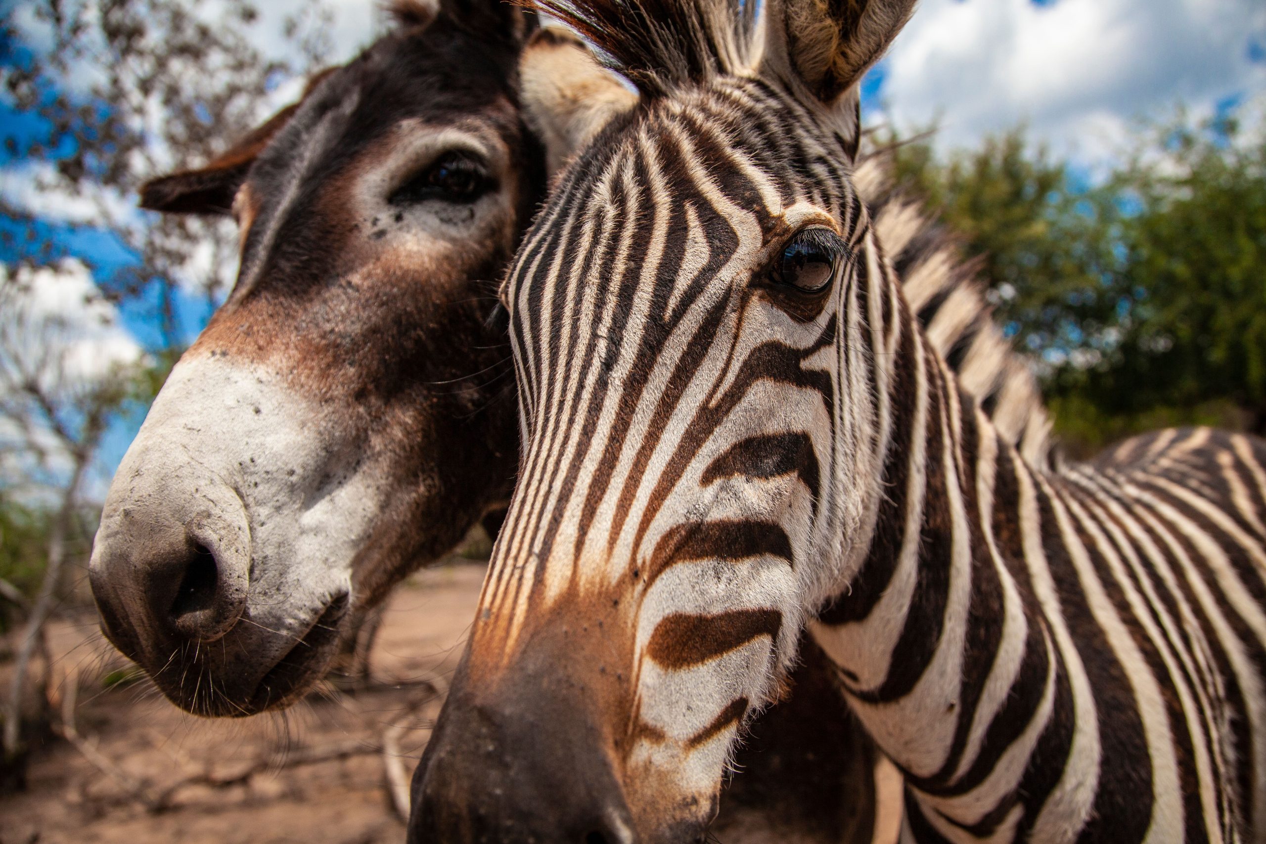 Zoo sous le feu au milieu des accusations de peindre les ânes à passer en tant que zèbres