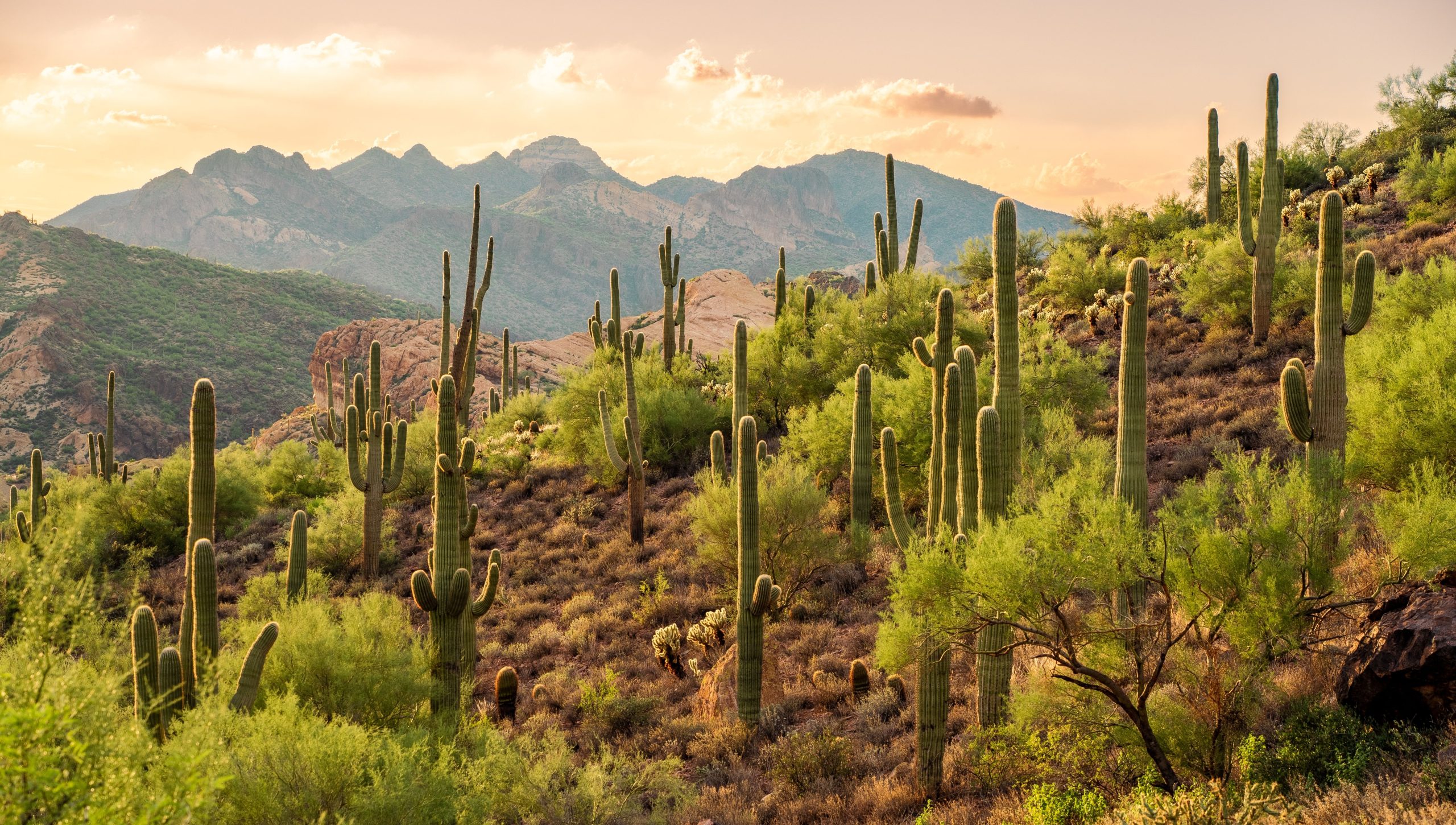Ignorez le parc national de Saguaro pour cette forêt nationale voisine