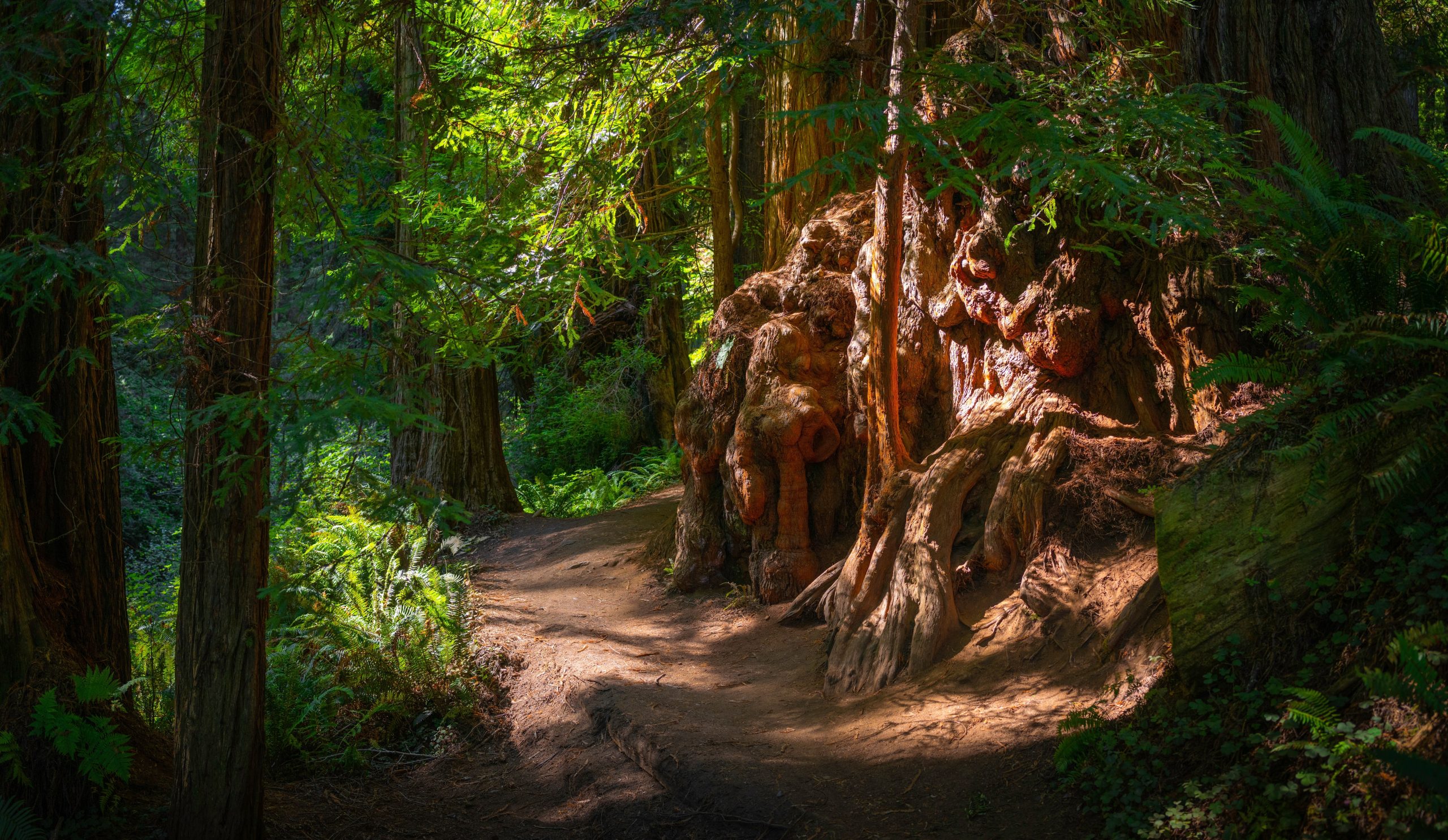 Procedere con cautela quando incontri queste creature al Redwood National Park