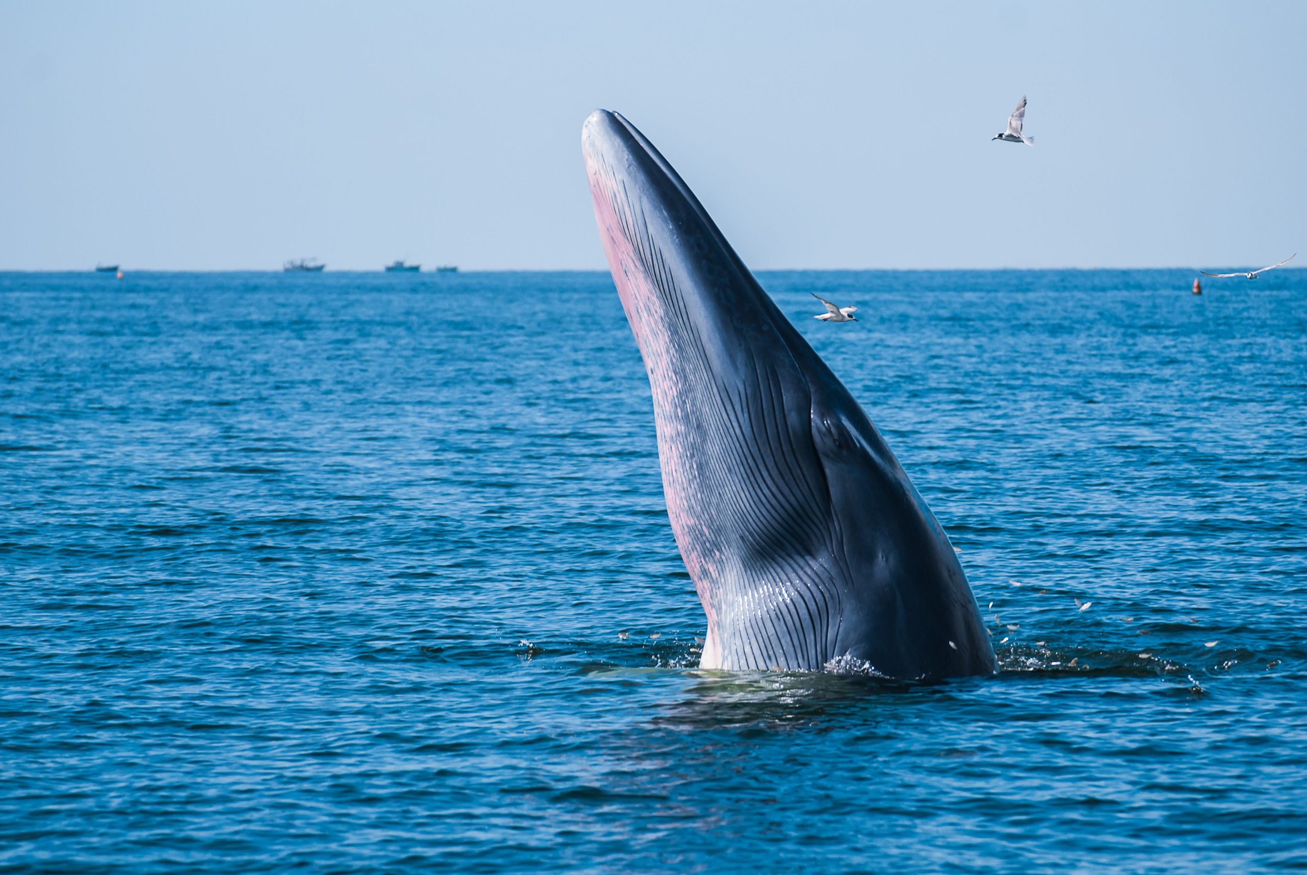 En danger la baleine de Rice en danger alors que les efforts de protection sont annulés