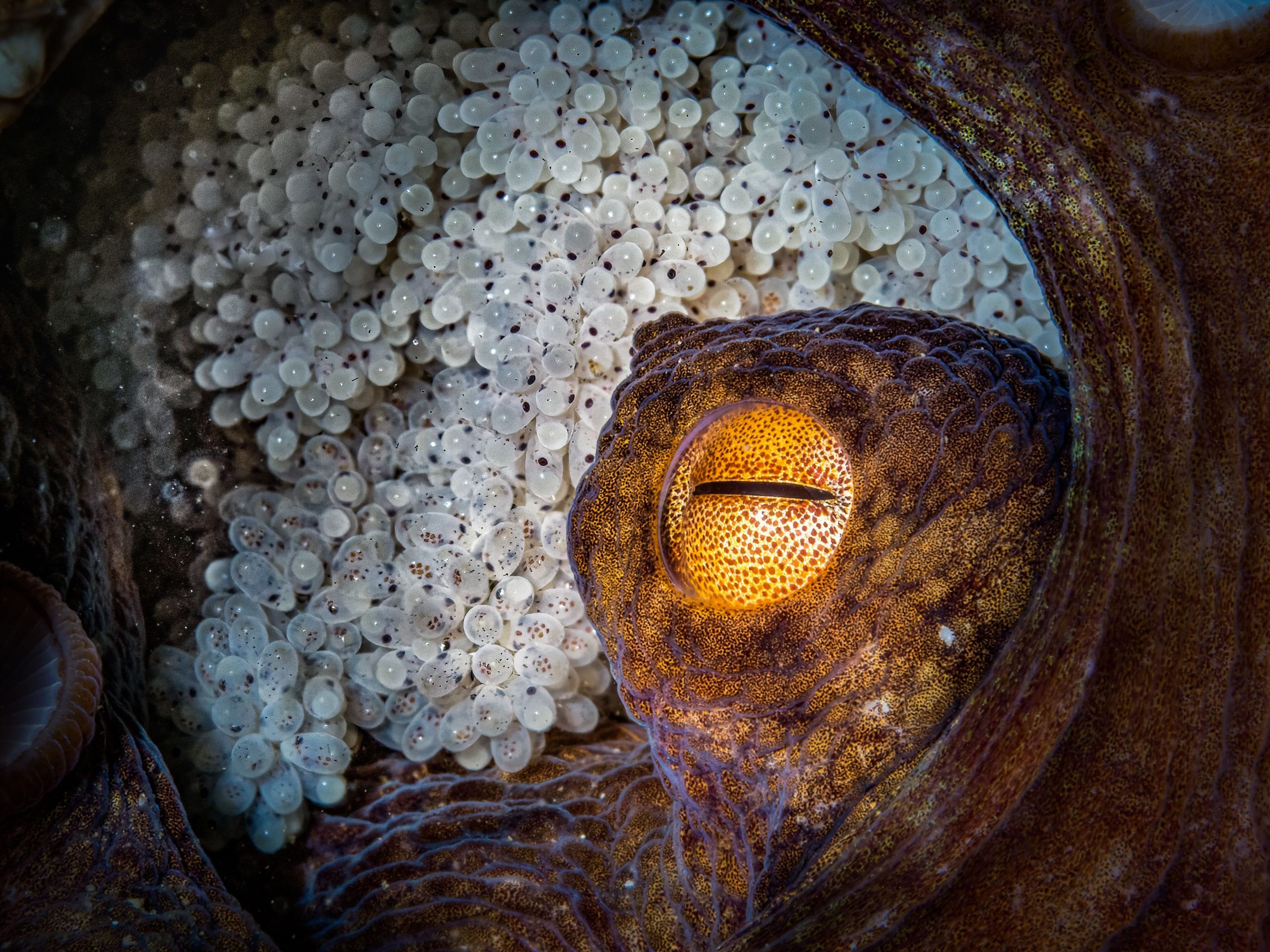La razón inquietante de este animal es la madre más desinteresada de la tierra
