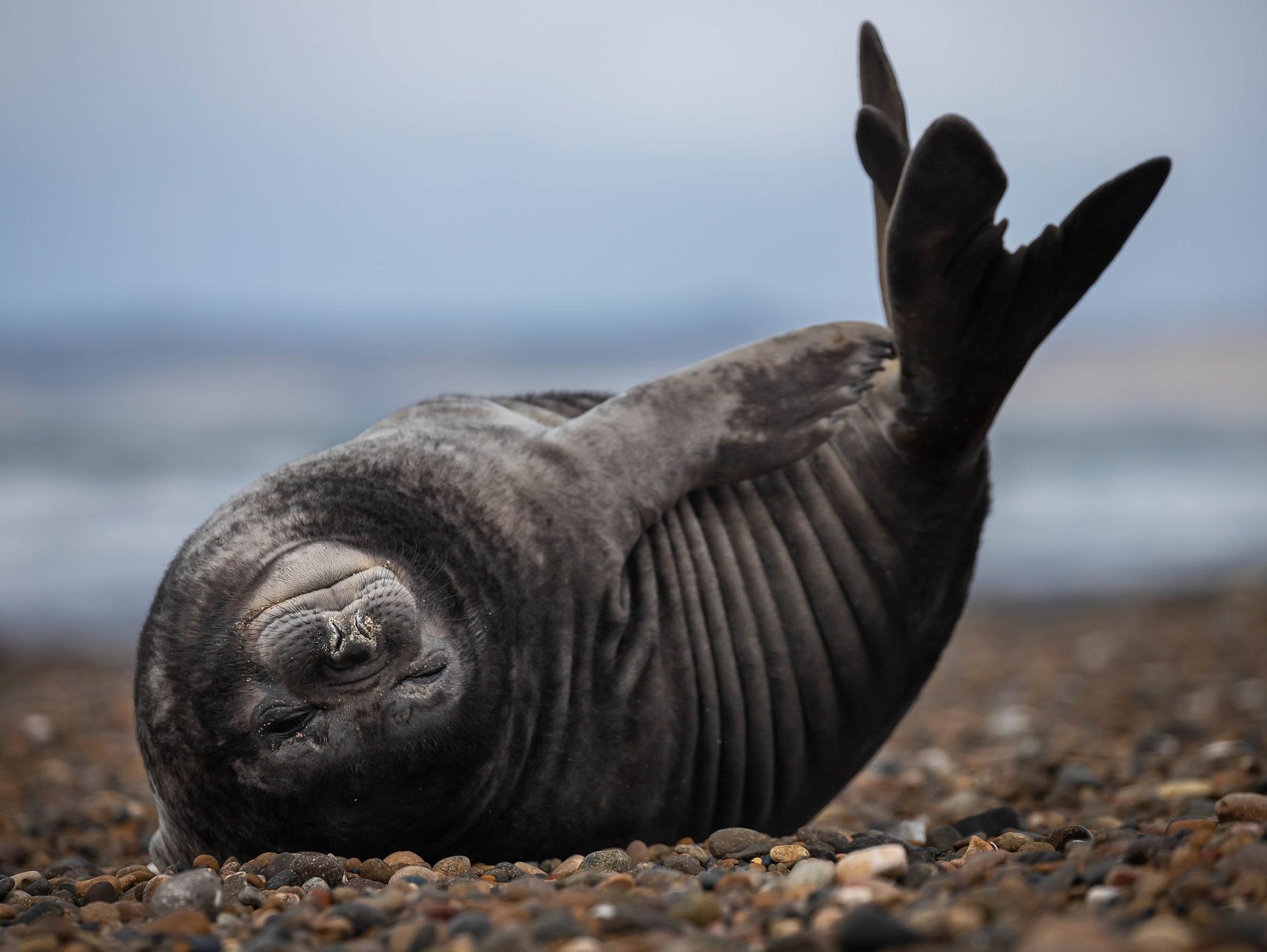 Des chiots d'éléphant déserts repérés dans le comté de San Luis Obispo, Californie