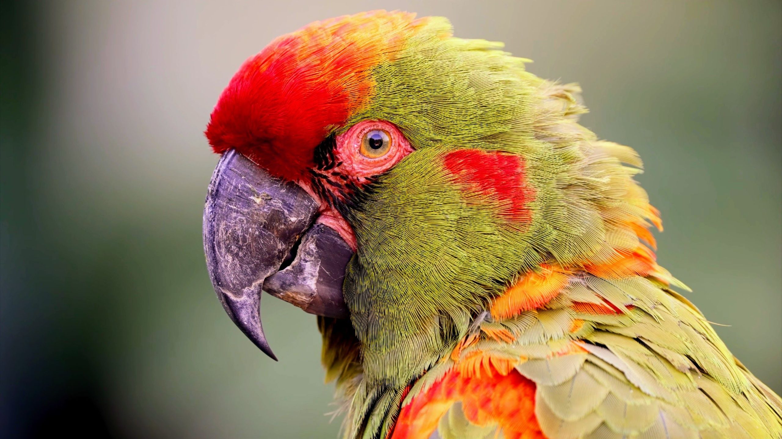 Los animales más raros del mundo: 10 especies al borde de la extinción