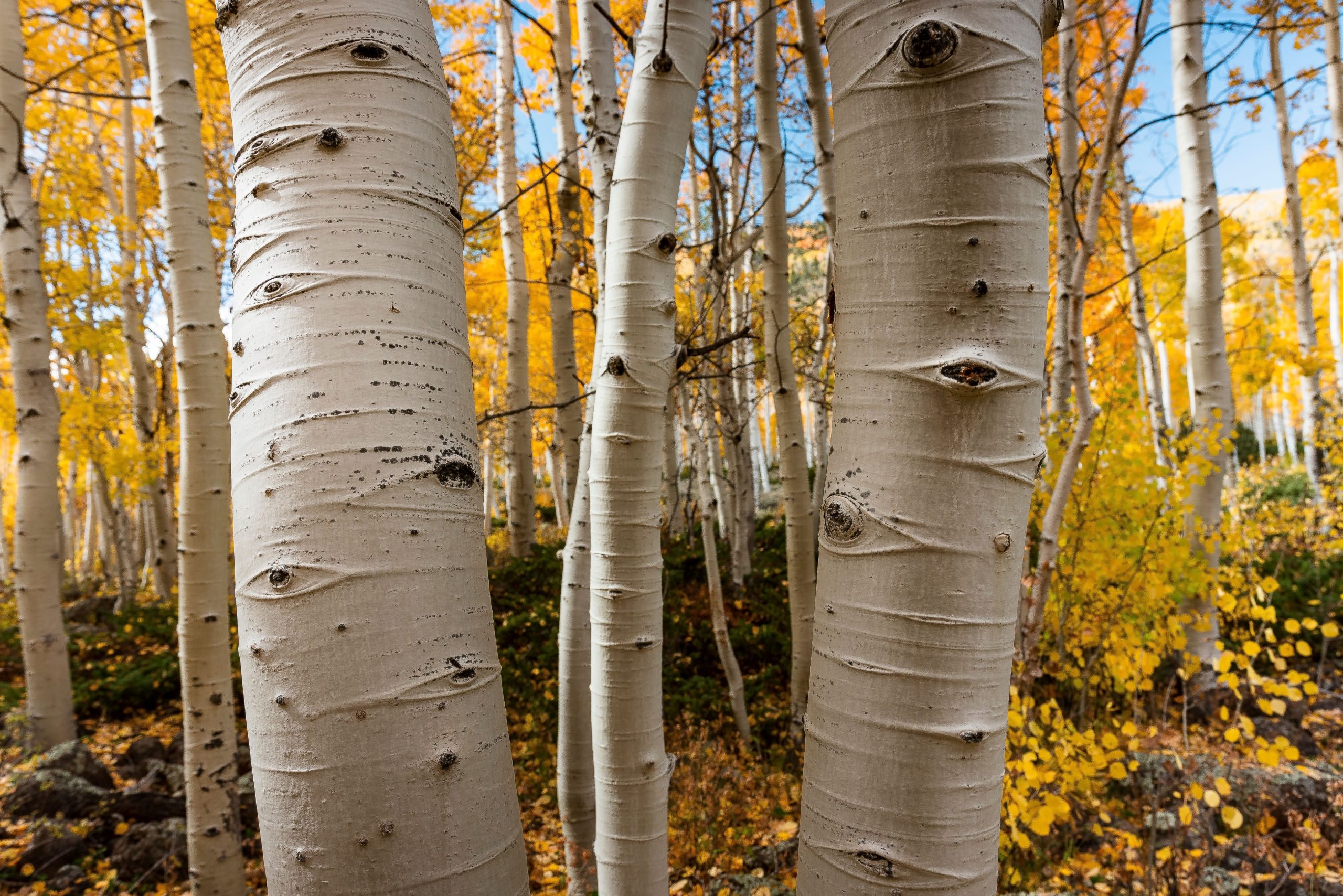 L'Utah abrite l'une des plus anciennes créatures vivantes du monde