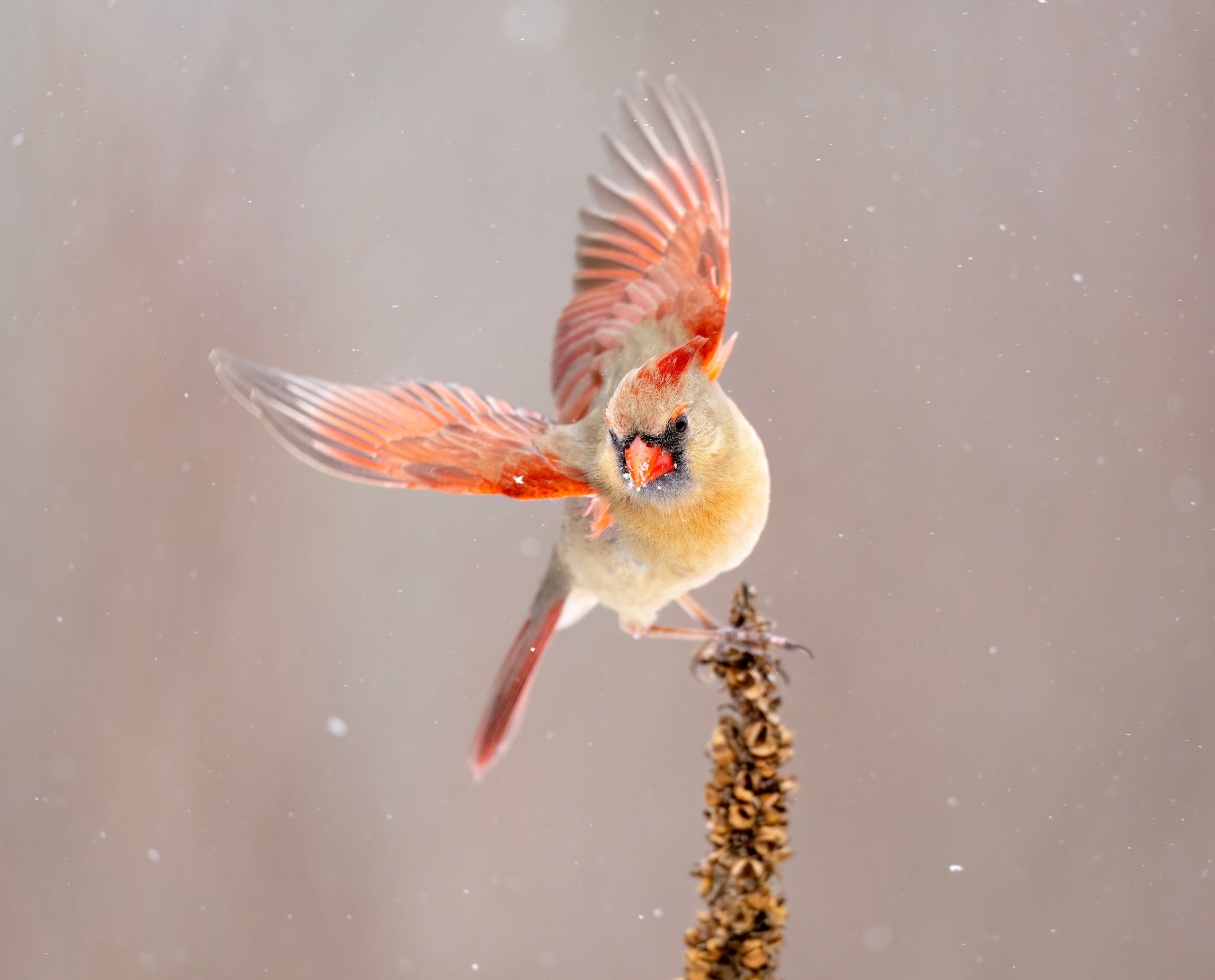 Le véritable oiseau «Angry Birds» se trouve aux États-Unis (et il peut être assez en colère, en fait)