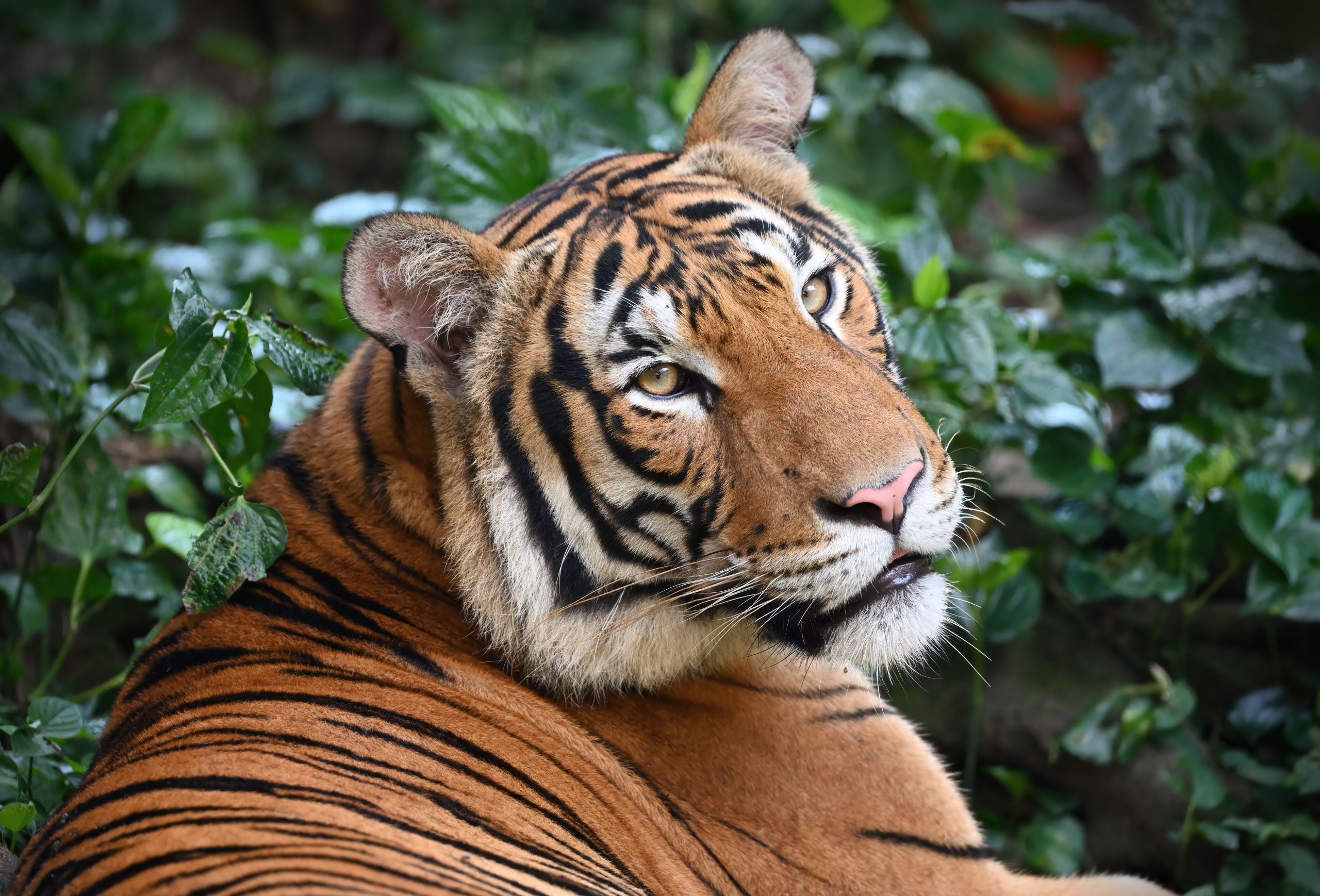 Los animales en peligro de extinción dejan el zoológico de El Paso para impulsar los esfuerzos de conservación