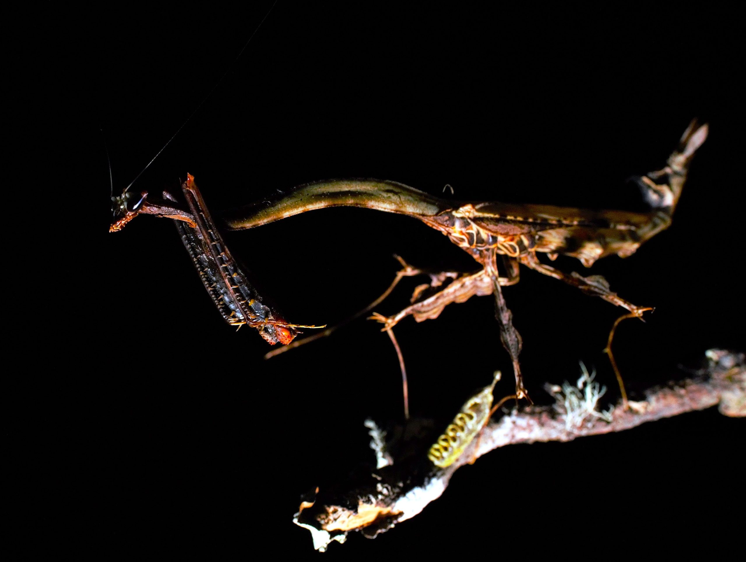 Questo mini "drago" è reale ma sembra una creatura di film fantasy
