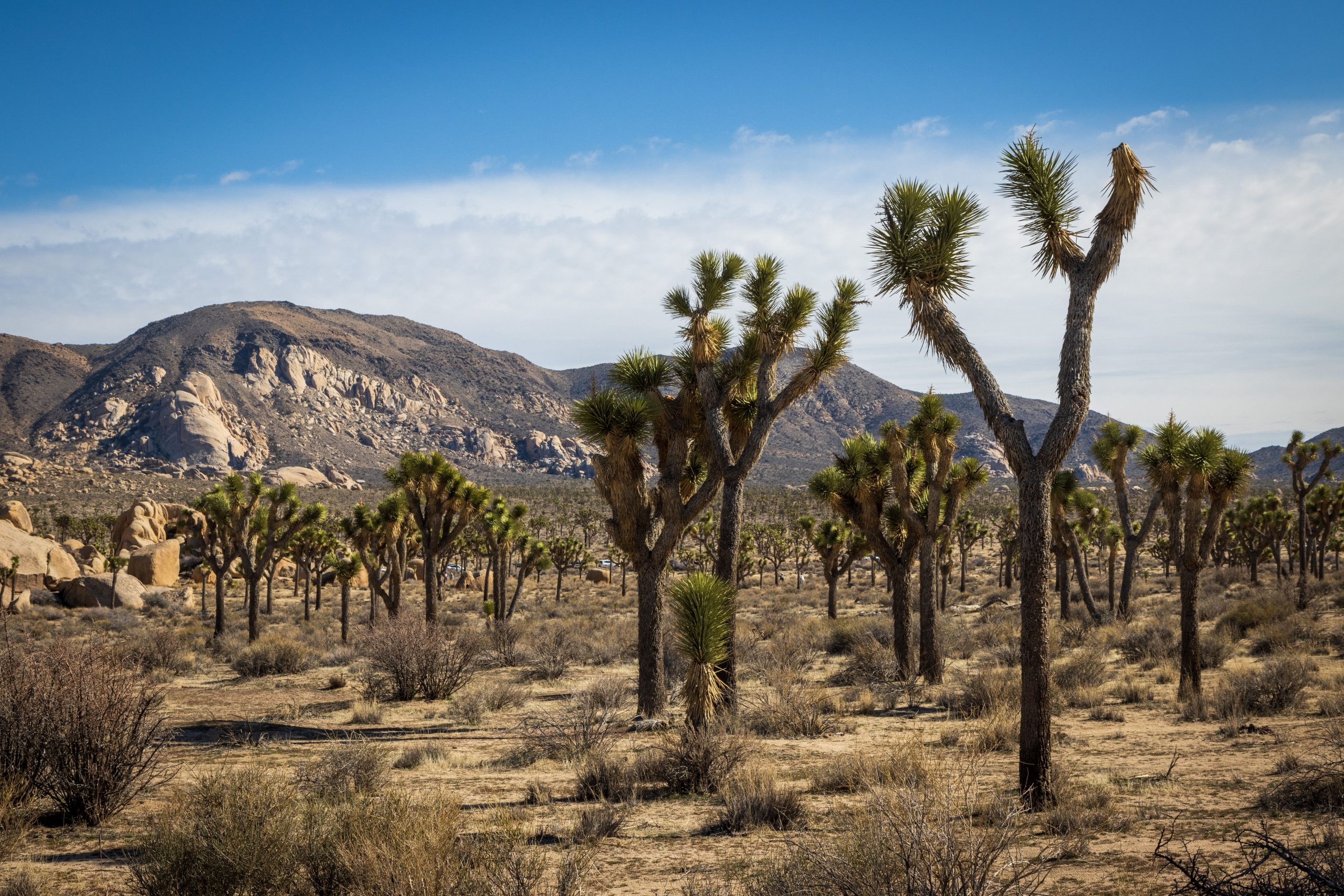 Conservacionistas envolvidos como terra adquirida silenciosamente pelos investidores no Parque Nacional Joshua Tree