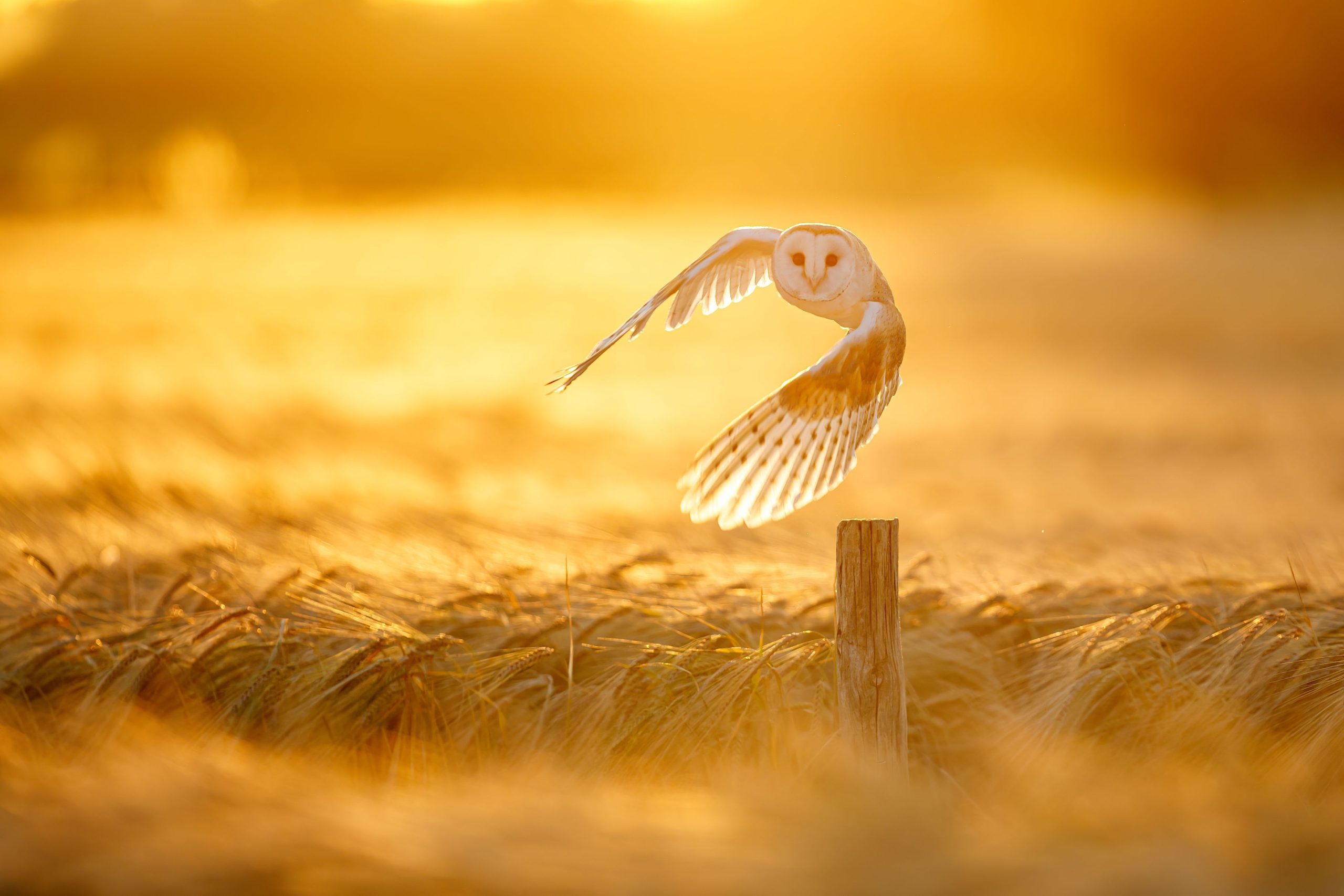 La búsqueda de 31 años para el tesoro escondido "Owl Golden Owl" de Francia ya ha terminado