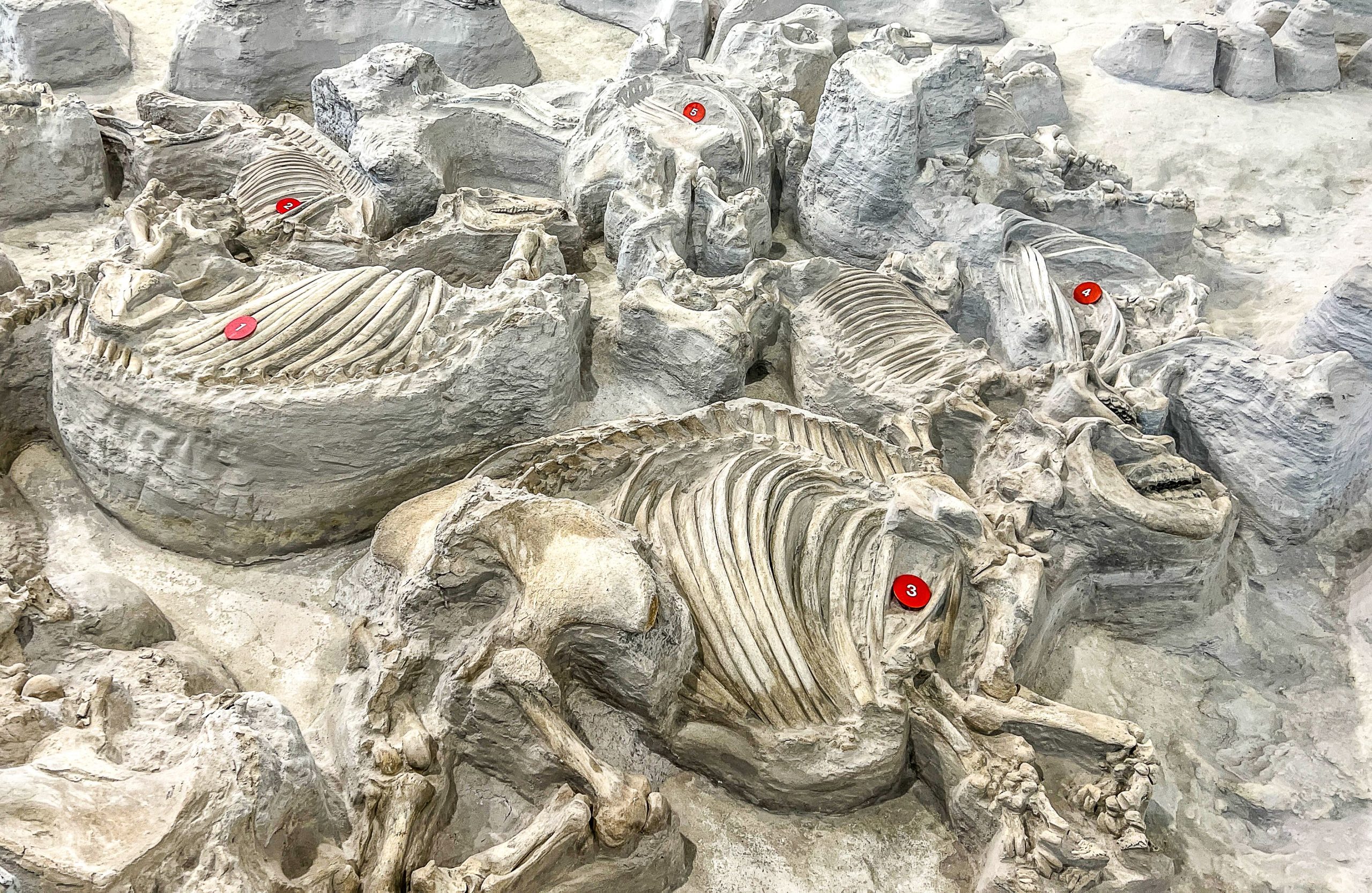 Ce parc d'État dans le Midwest est en fait un «pompei» de 12 millions de dollars pour les rhinocéros