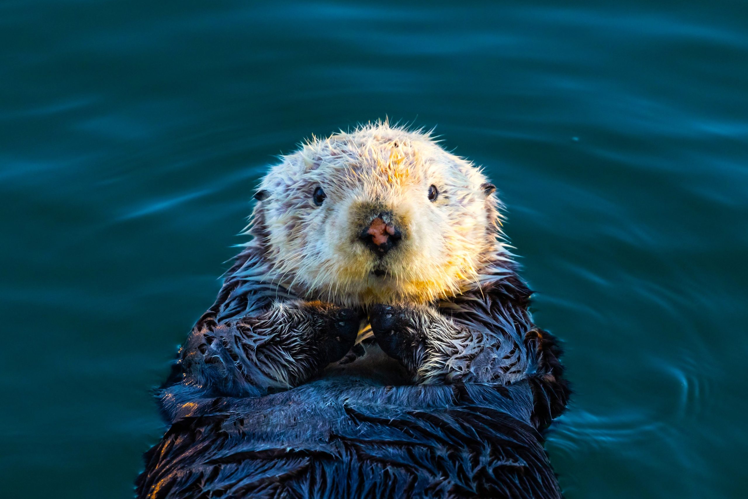 Il motivo per cui l'animale selvaggio più carino americano ha tasche è assolutamente adorabile