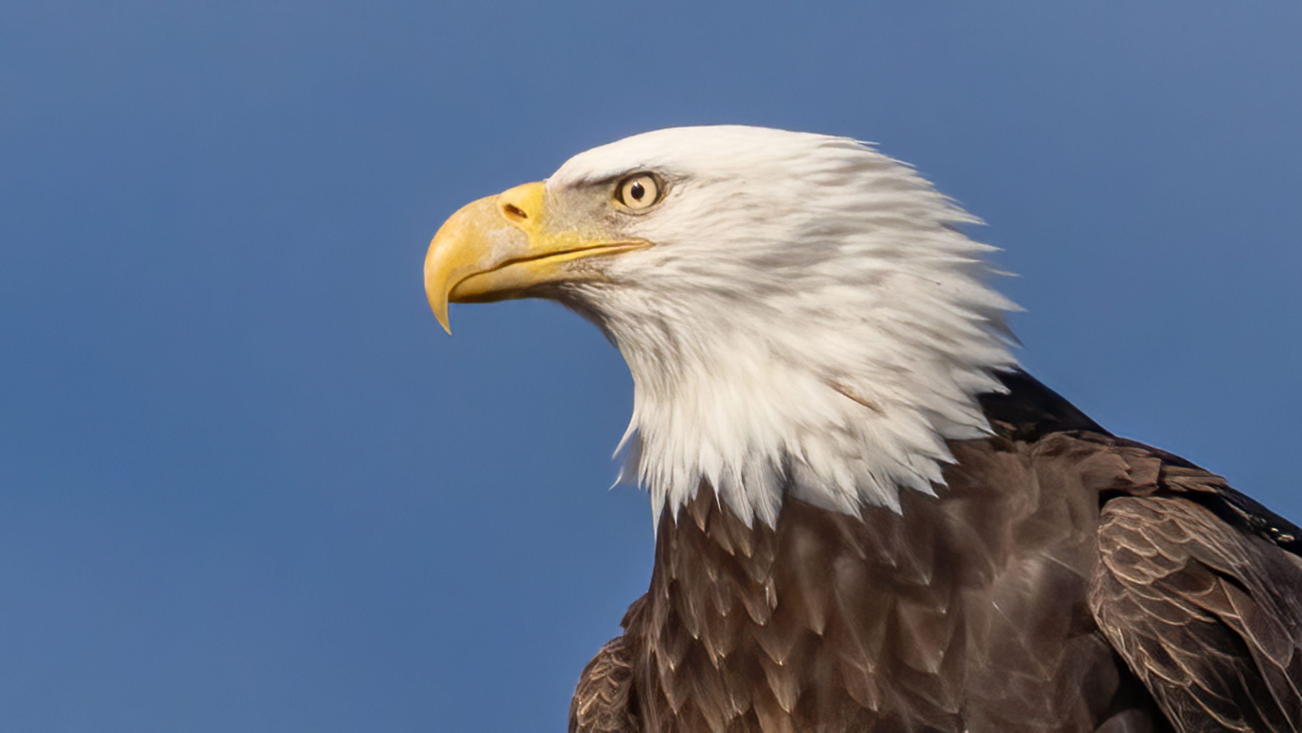 Águila calva enredada en la línea de pesca salvada por el ahogamiento