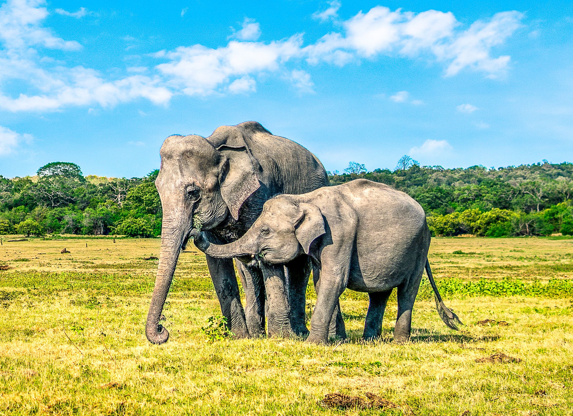 Um bebê elefante se reuniu com sua mãe depois de se separar é a foto que todos precisamos