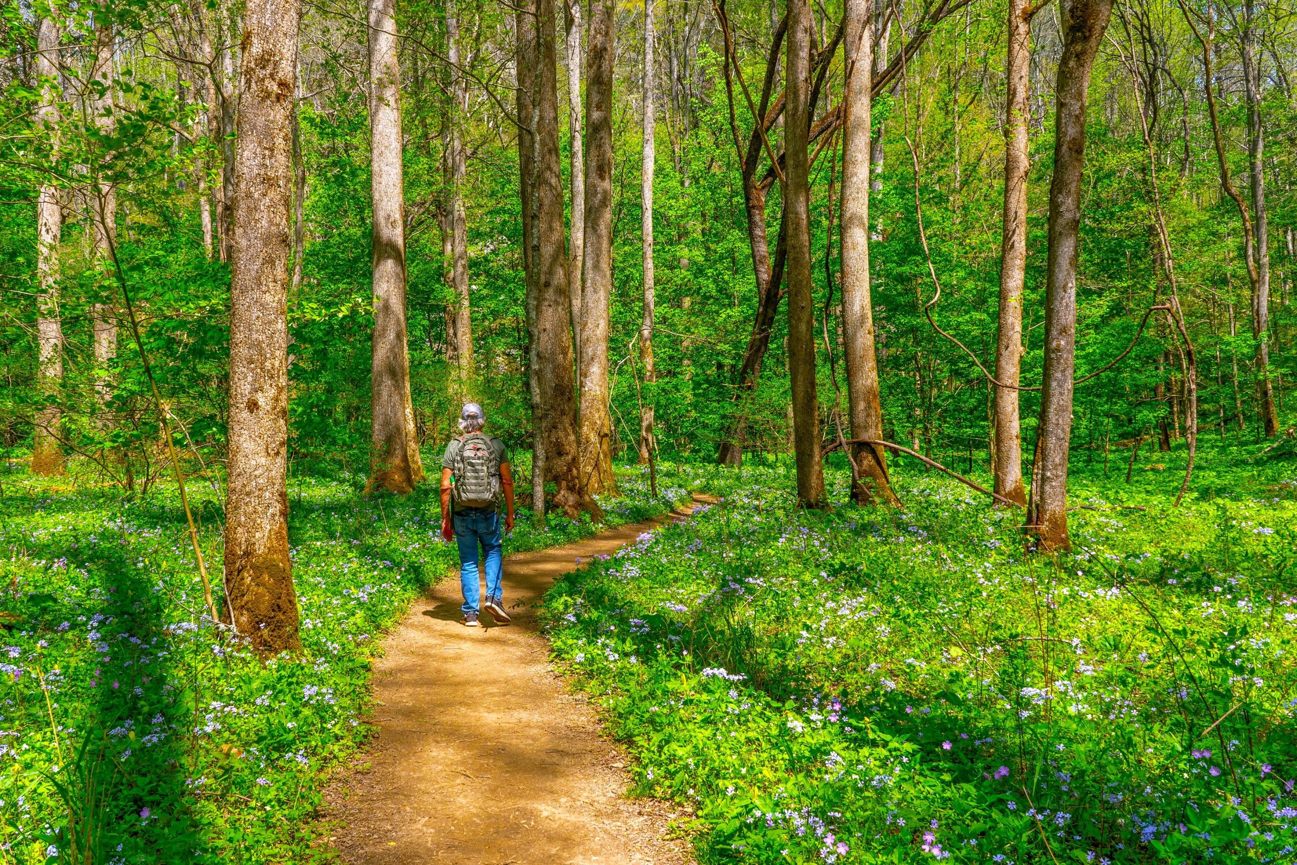 Apodado "Parque Nacional Wildflower", este lugar del sur supera las famosas flores de primavera de California