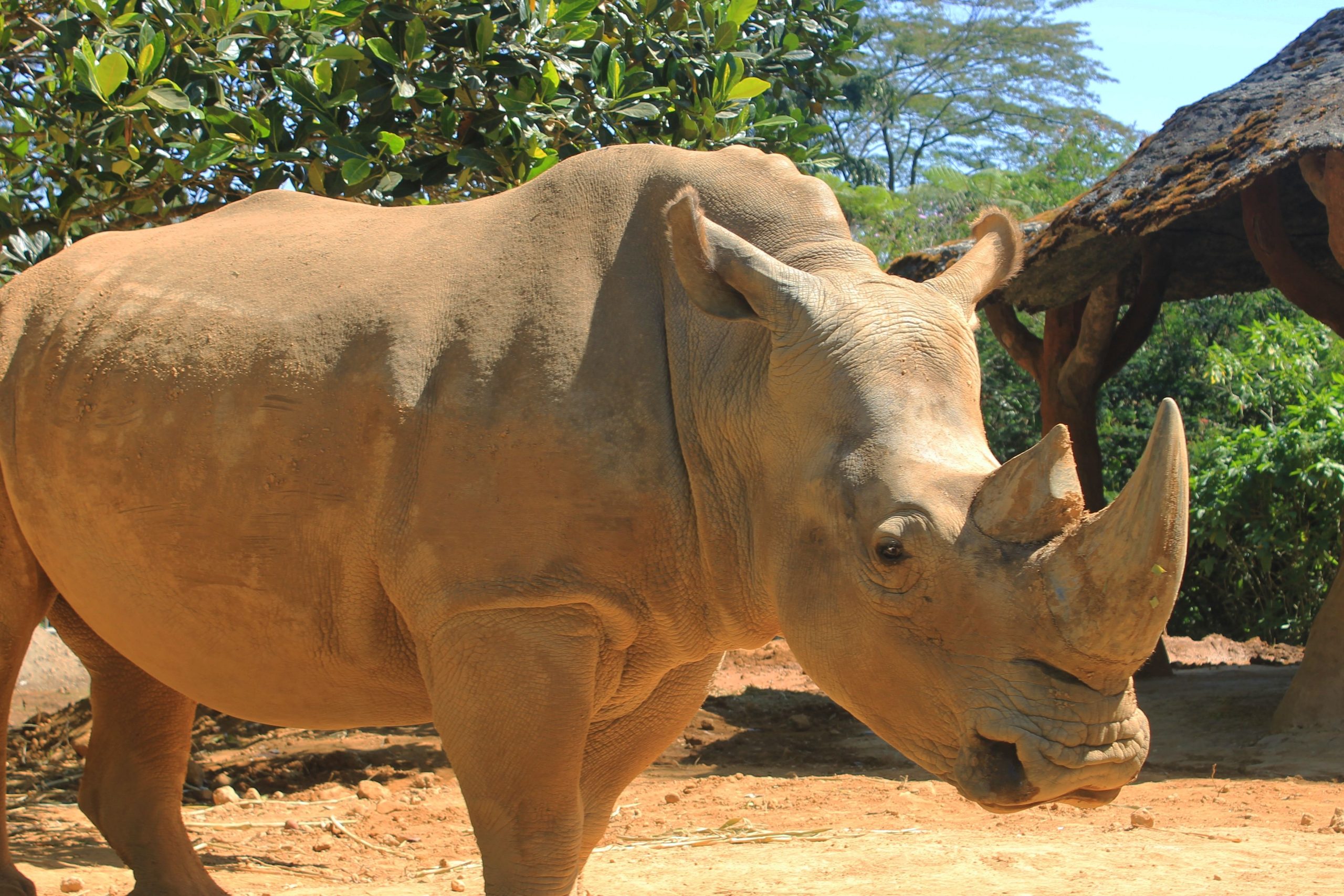 La technologie de la FIV est considérée comme épargnant les rhinocéros de sumatra en voie de disparition