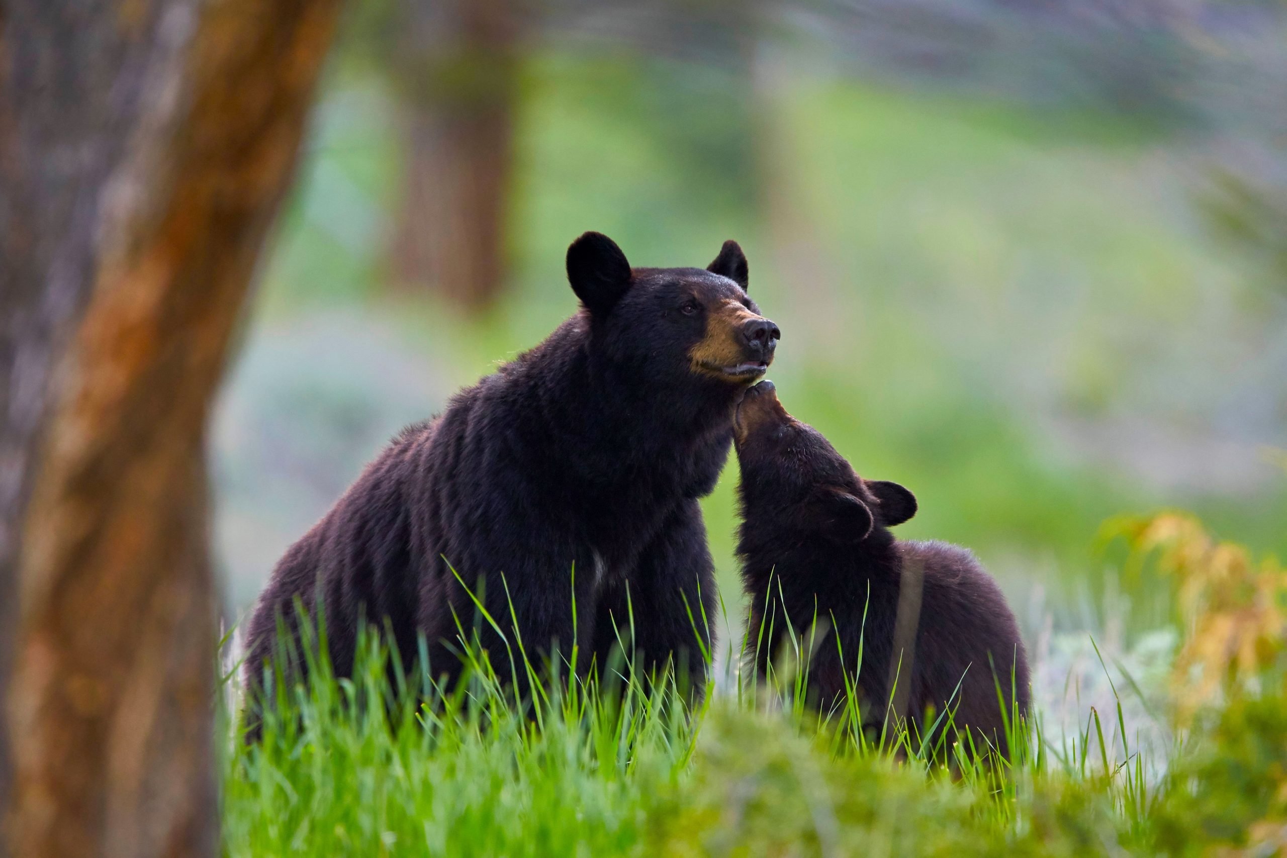 Novos filhotes: este urso preto de Yellowstone não está saindo apenas da hibernação