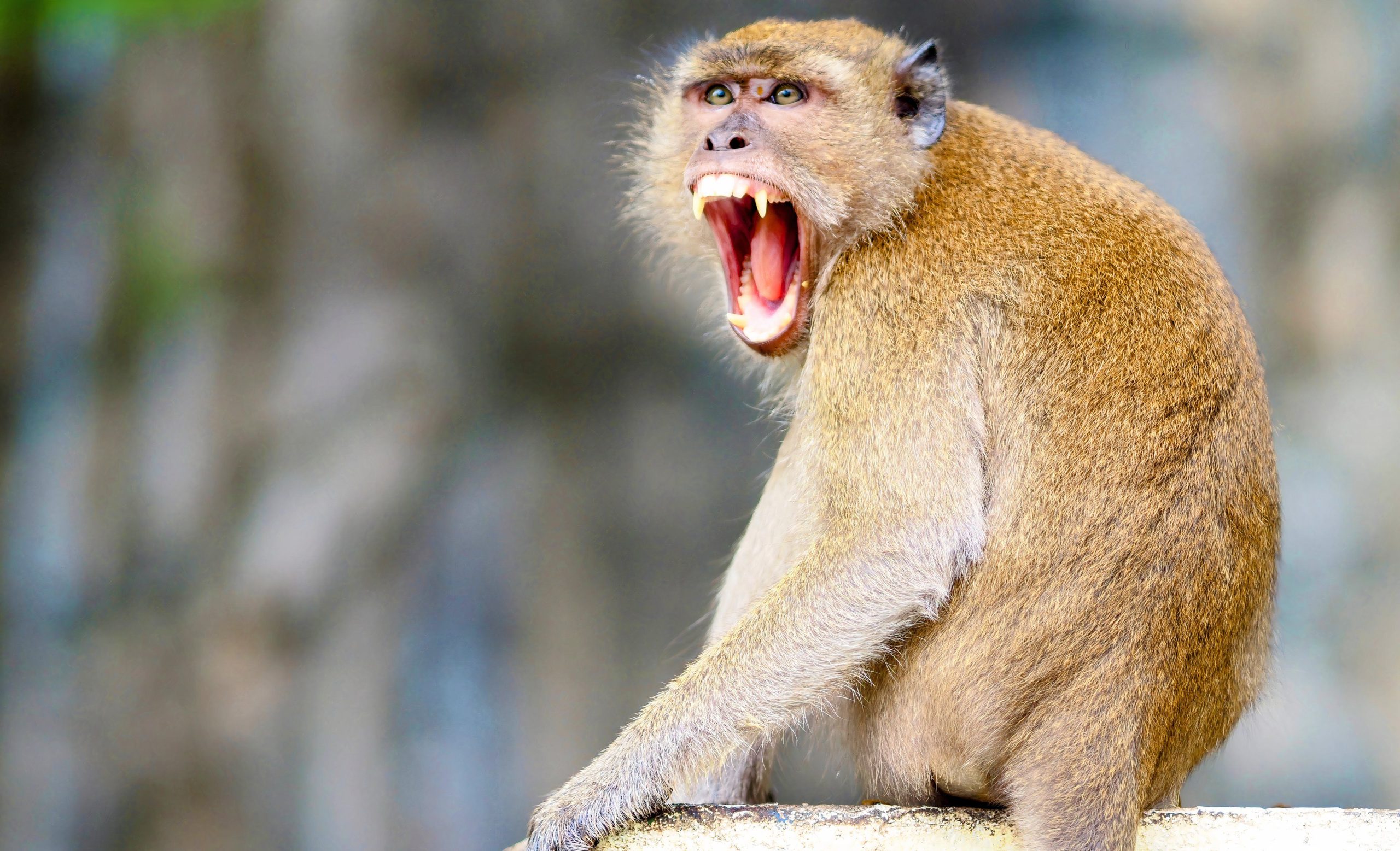 Les singes de cet endroit touristique emblématique sont des visiteurs terrorisants