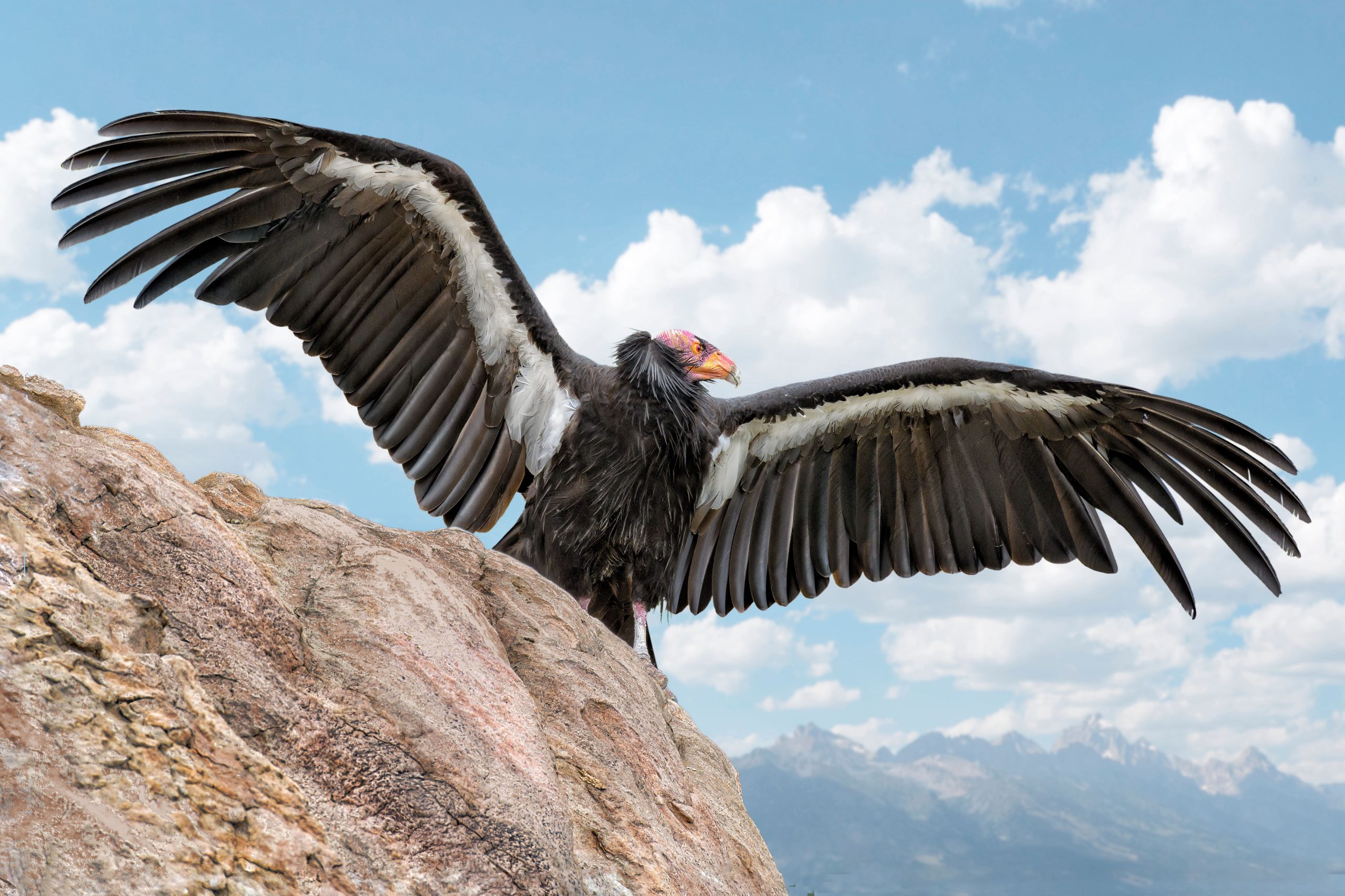 10 animales más increíbles en el Parque Nacional Sequoia