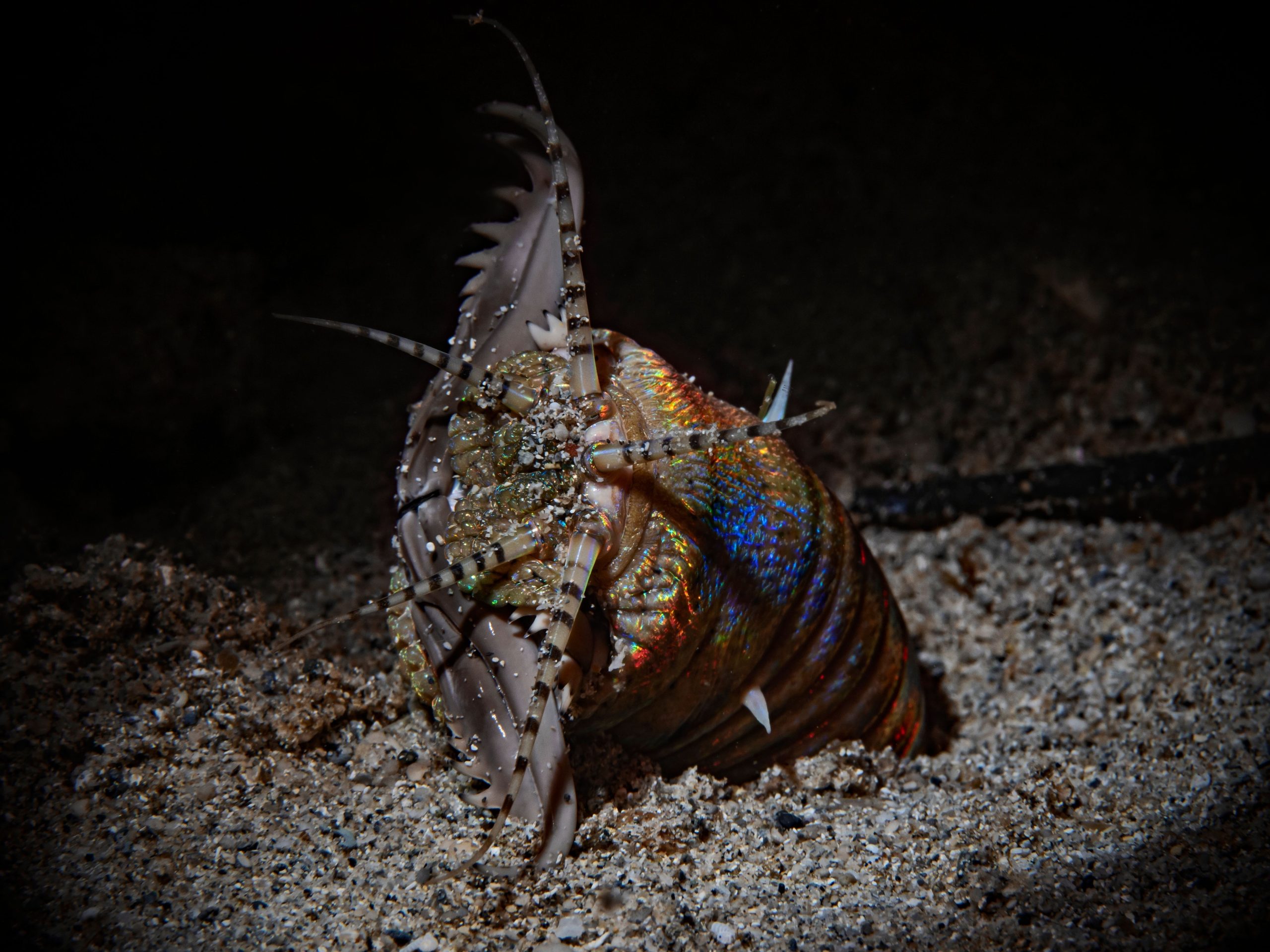 Bobbit Worm: une magnifique créature qui tranche le poisson en deux