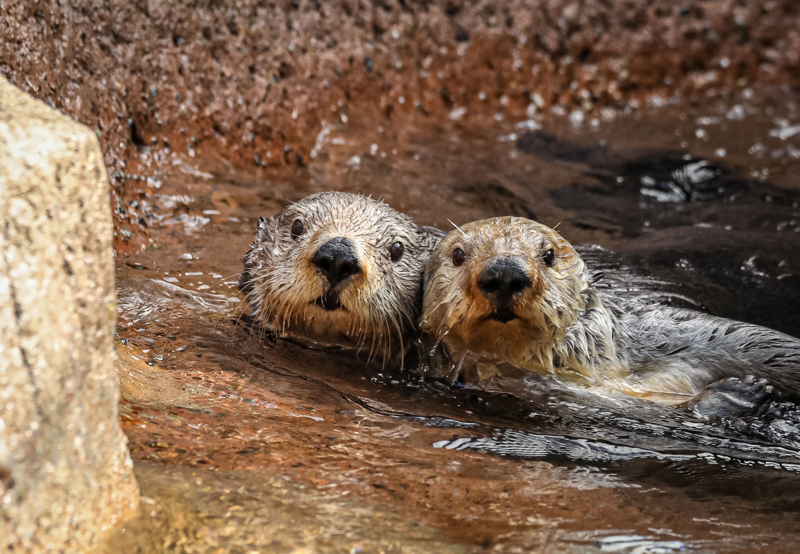Le nouveau Zoo &amp; Adventure Park dans le Wisconsin a deux adorables évasions