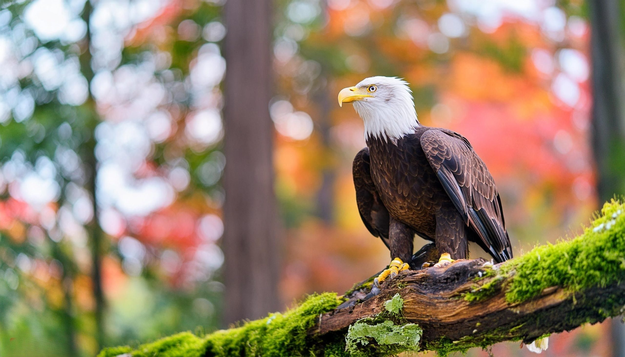 De Nest a Sky: Gizmo y Sunny crecen y se preparan para disparar gratis