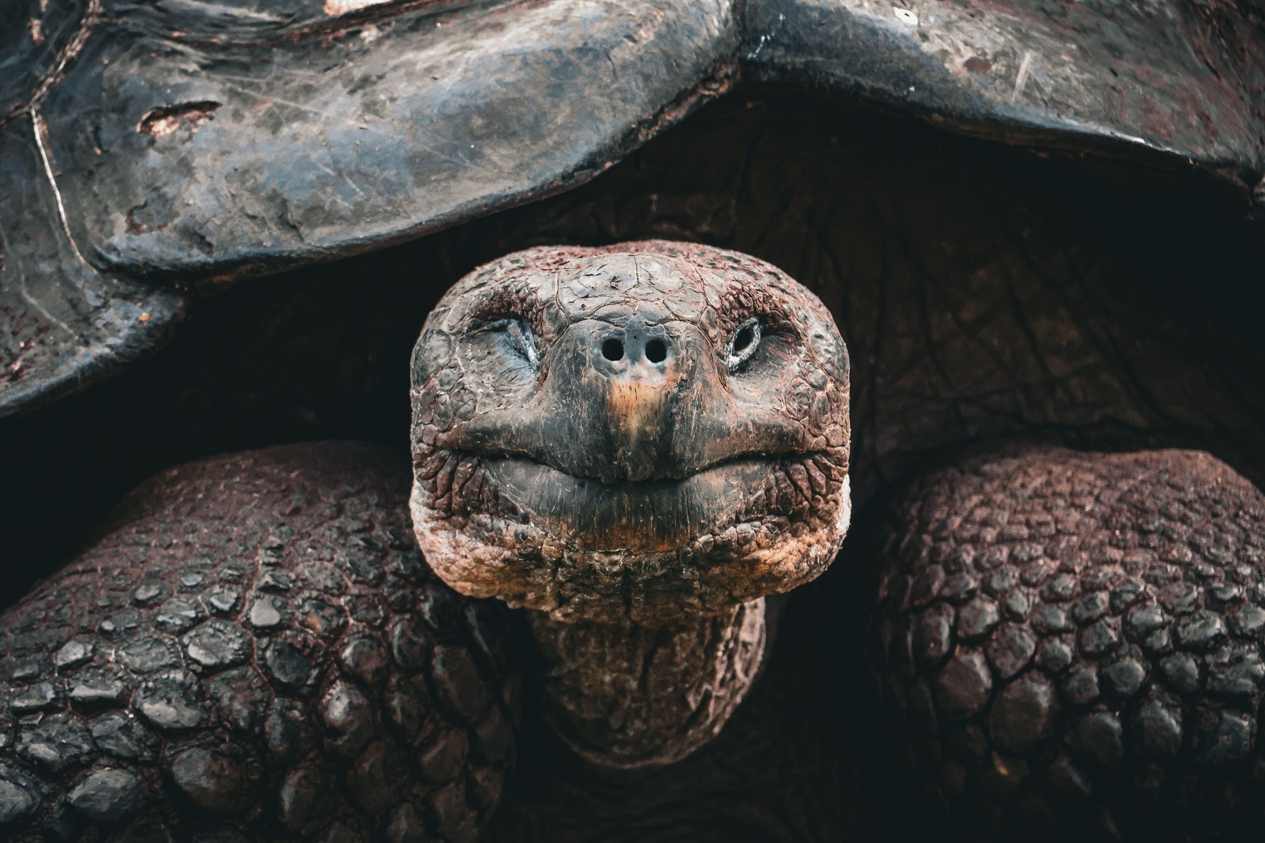 Esta tortuga en peligro de extinción se convirtió en la madre más antigua del mundo a los 100 años