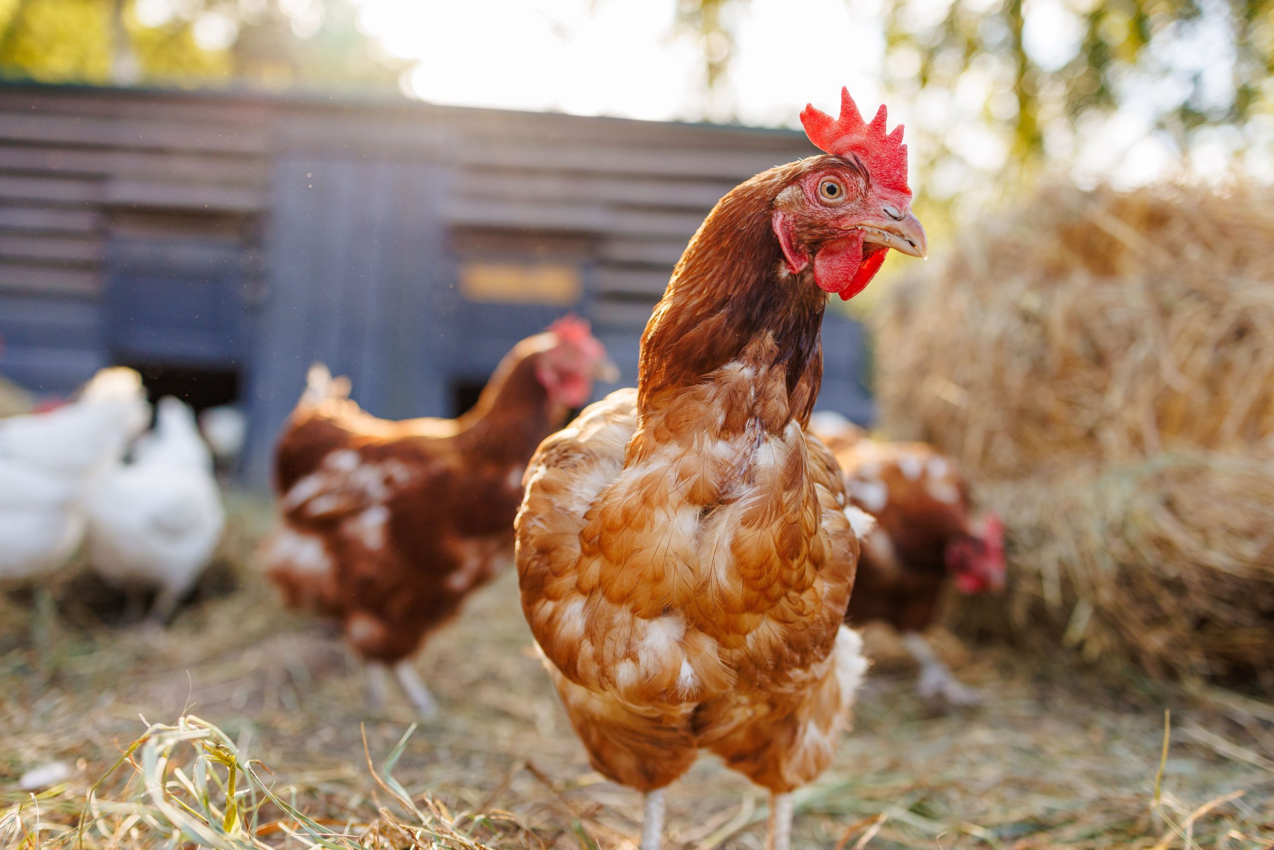 La gripe aviar se extiende a los mamíferos de Texas mientras los residentes de Michigan luchan con cómo contenerla