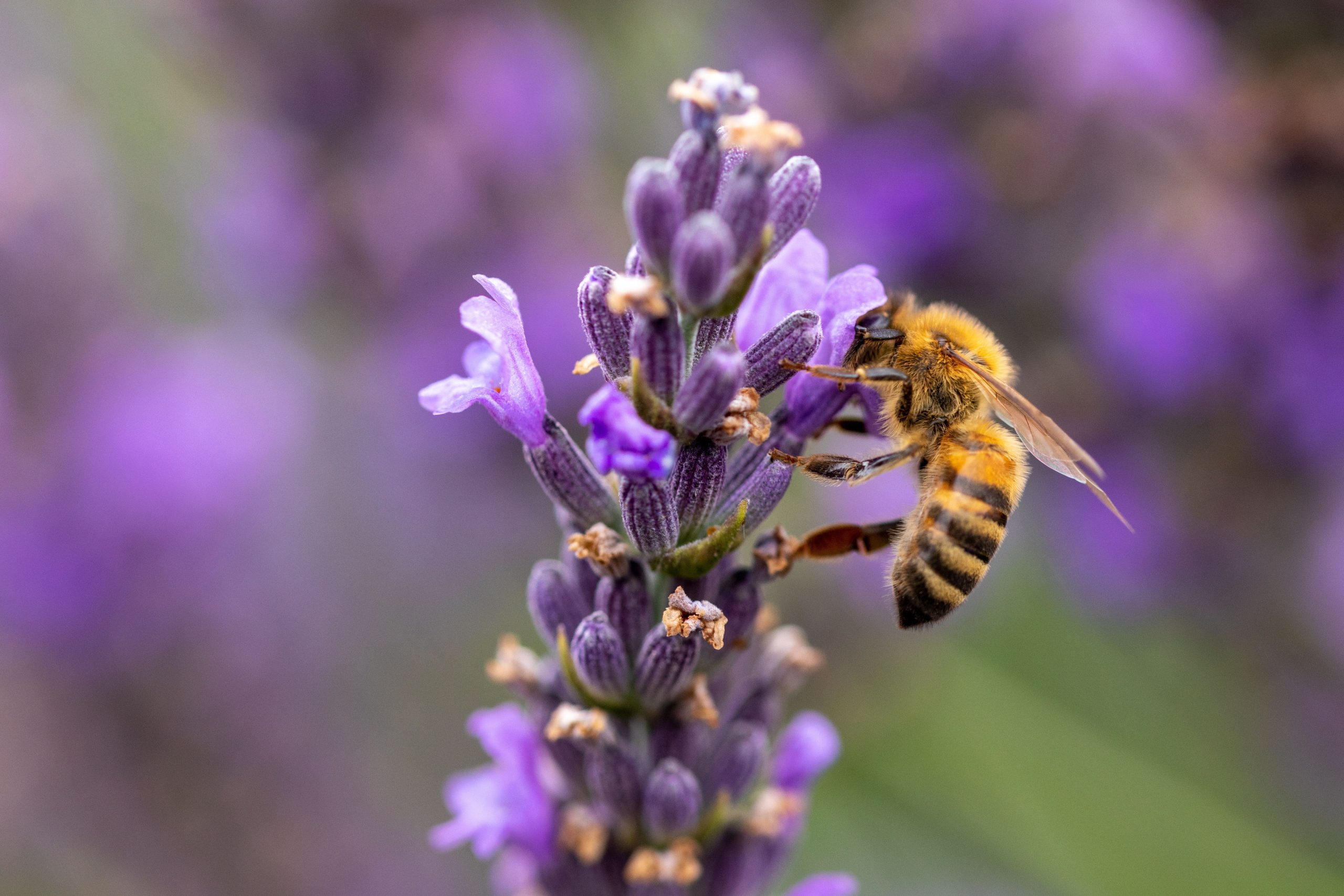 Las abejas están muriendo a un ritmo alarmante ya que los apicultores experimentan "la peor pérdida de abejas en la historia registrada"