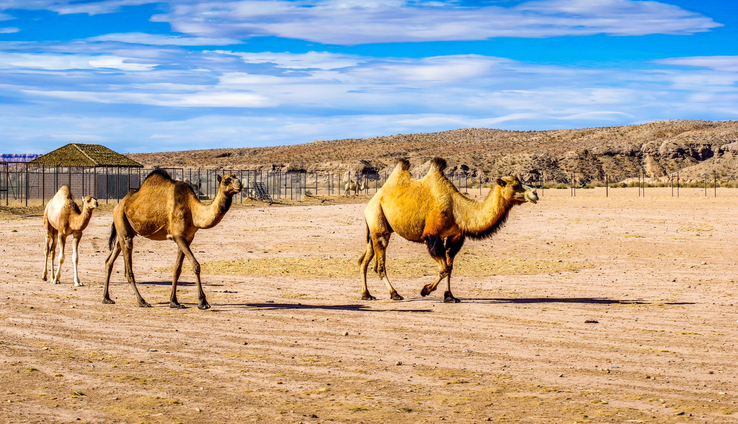 L'expérience la plus inhabituelle de Las Vegas est celle que vous ne vous attendez jamais à trouver près de Sin City