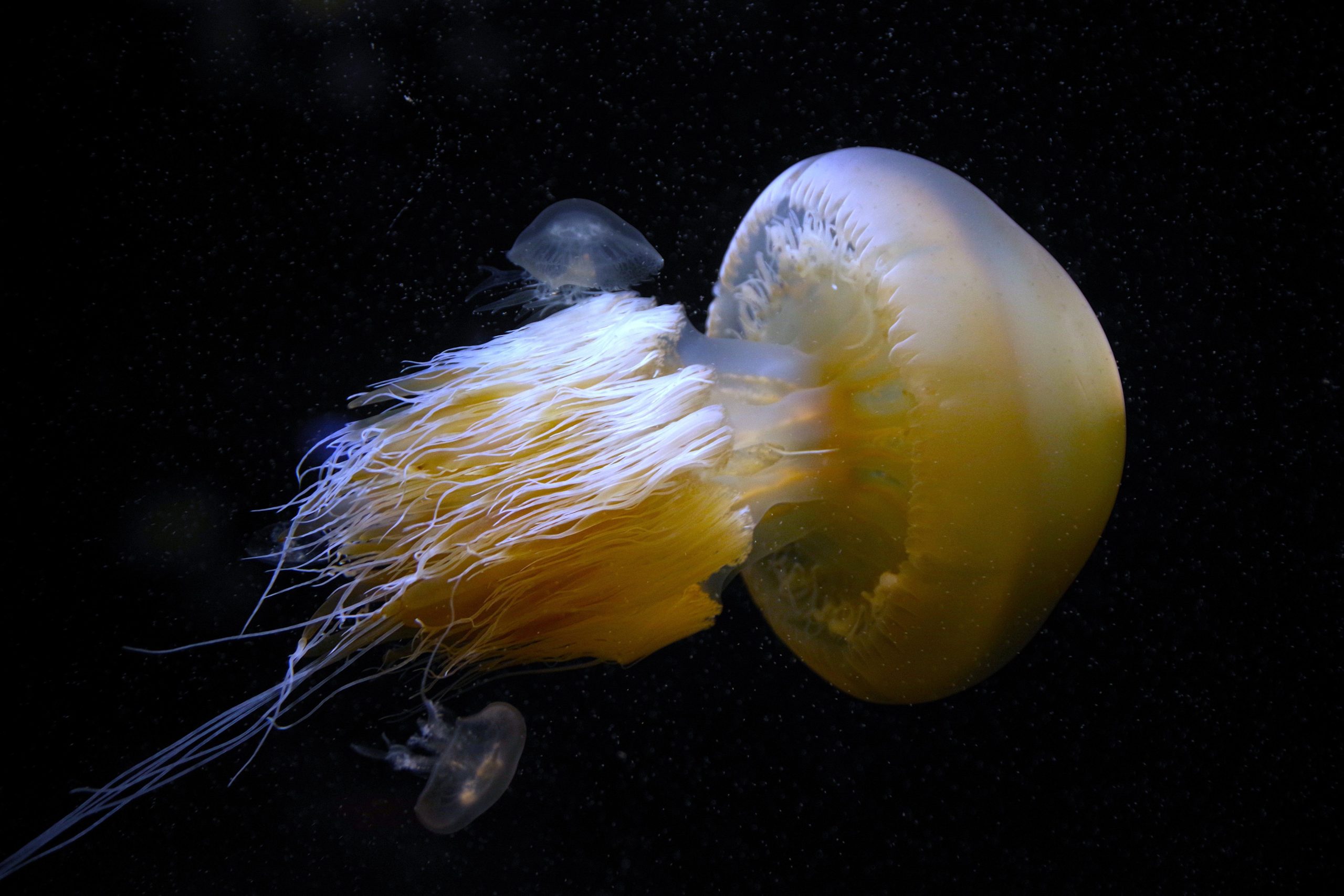 Esta medusa puede hundir barcos (y en realidad lo hizo)