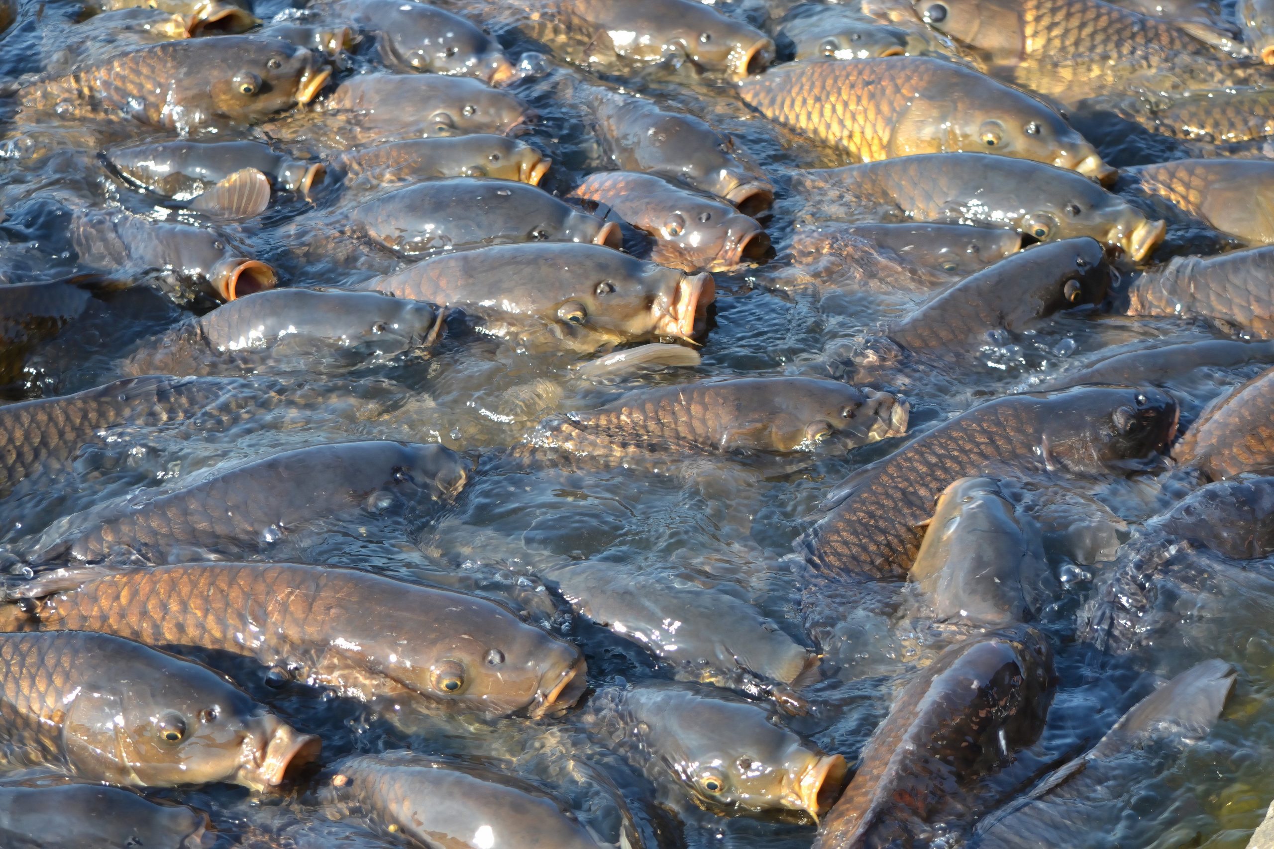 Introducido intencionalmente por los EE. UU., Esta criatura extranjera escapó y está causando estragos en las cadenas de alimentos y la vida silvestre de Estados Unidos