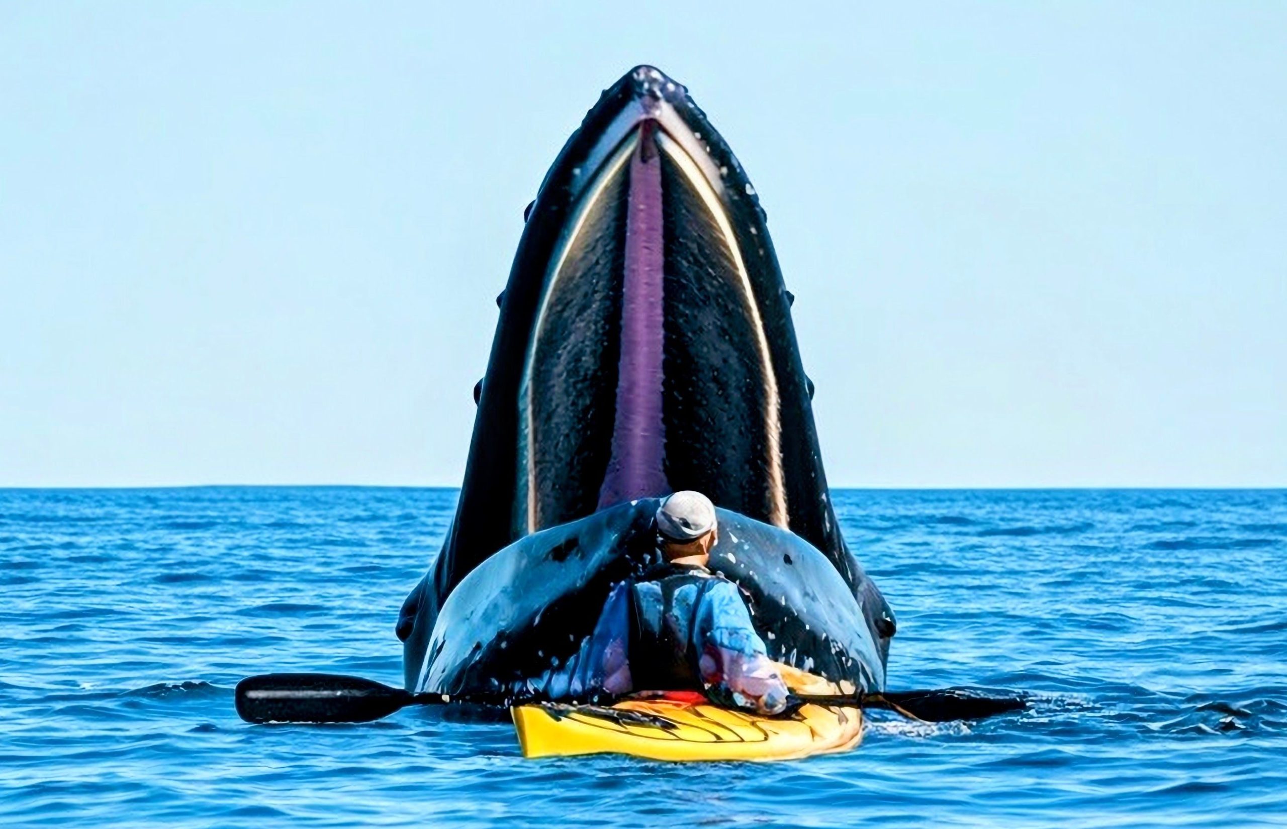 Kayaker deglutito da Humpback Whale spiega com'è "essere dentro un animale"